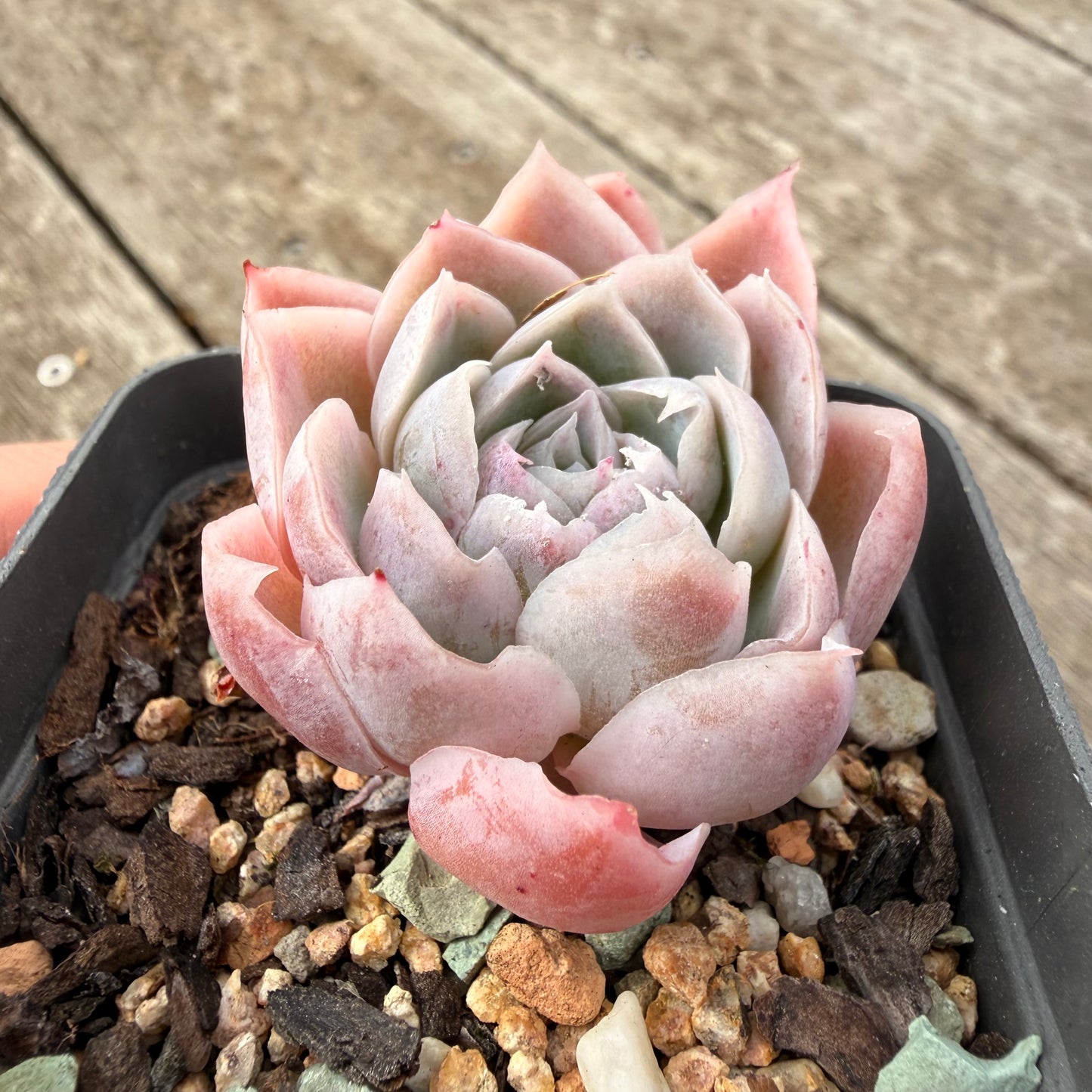 1307 Echeveria Simulans 'Lace'