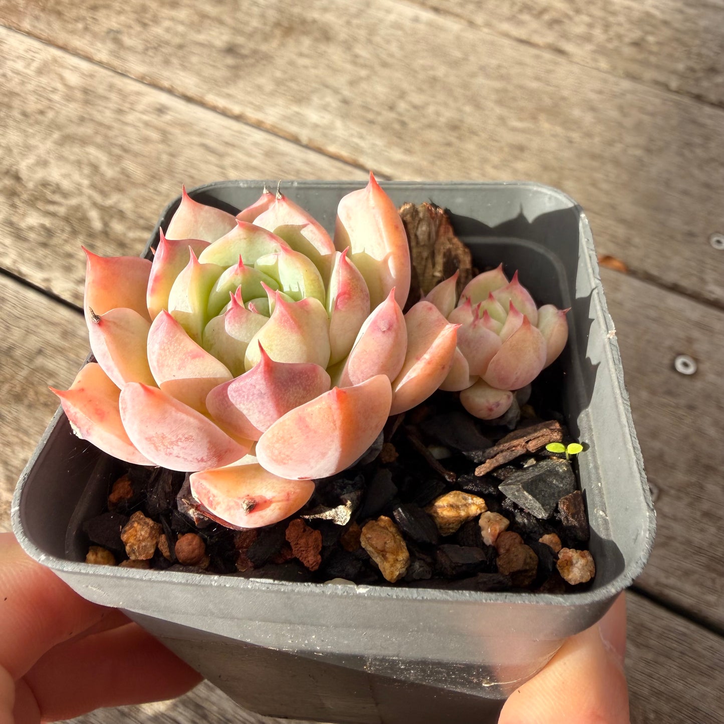 1307 Echeveria Tippy