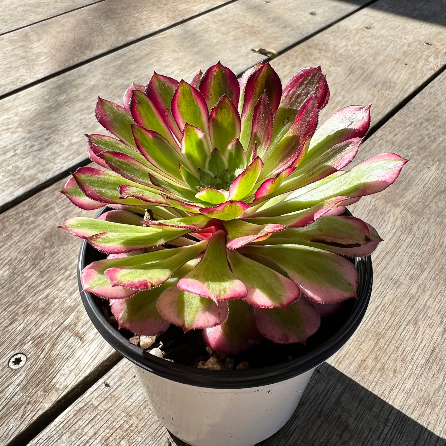 1308 Aeonium 'Ink Painting'