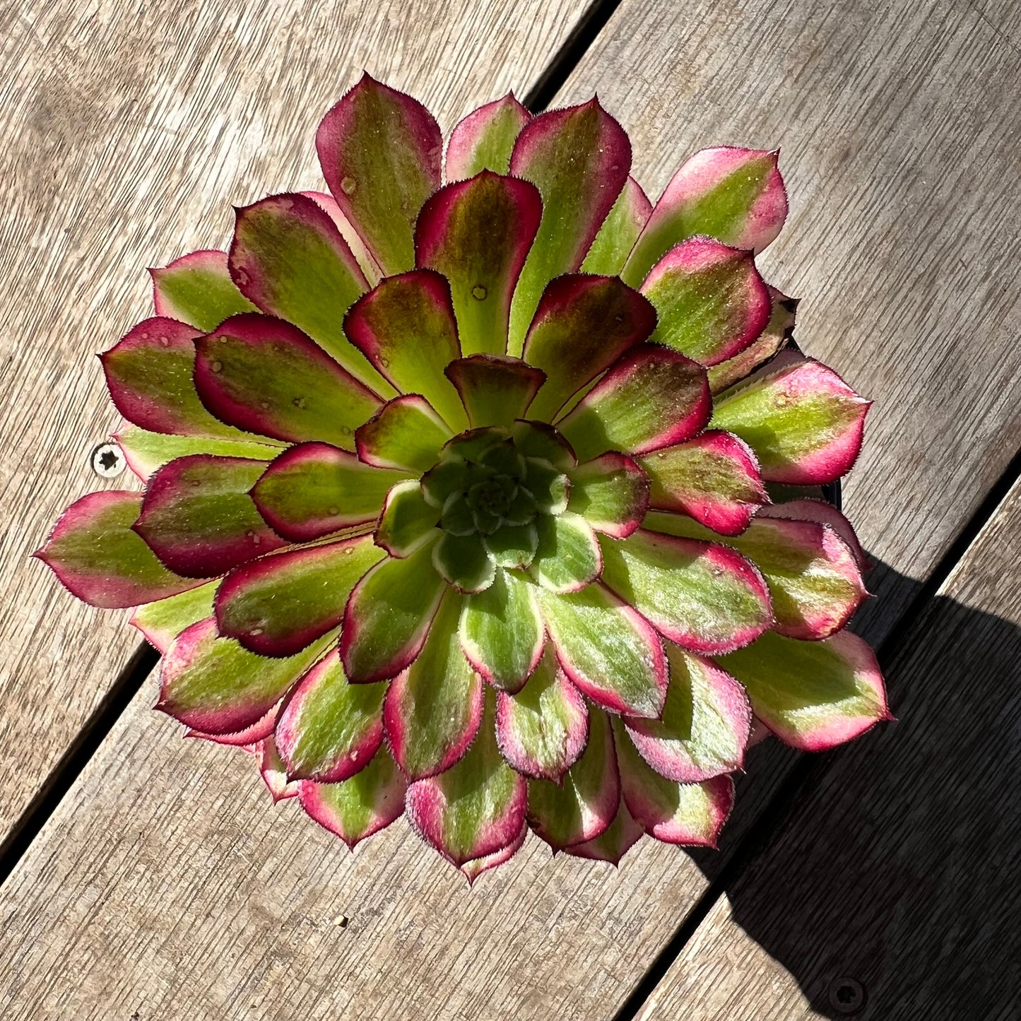 1308 Aeonium 'Ink Painting'