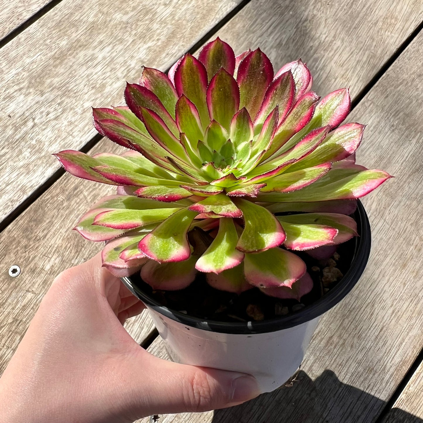 1308 Aeonium 'Ink Painting'