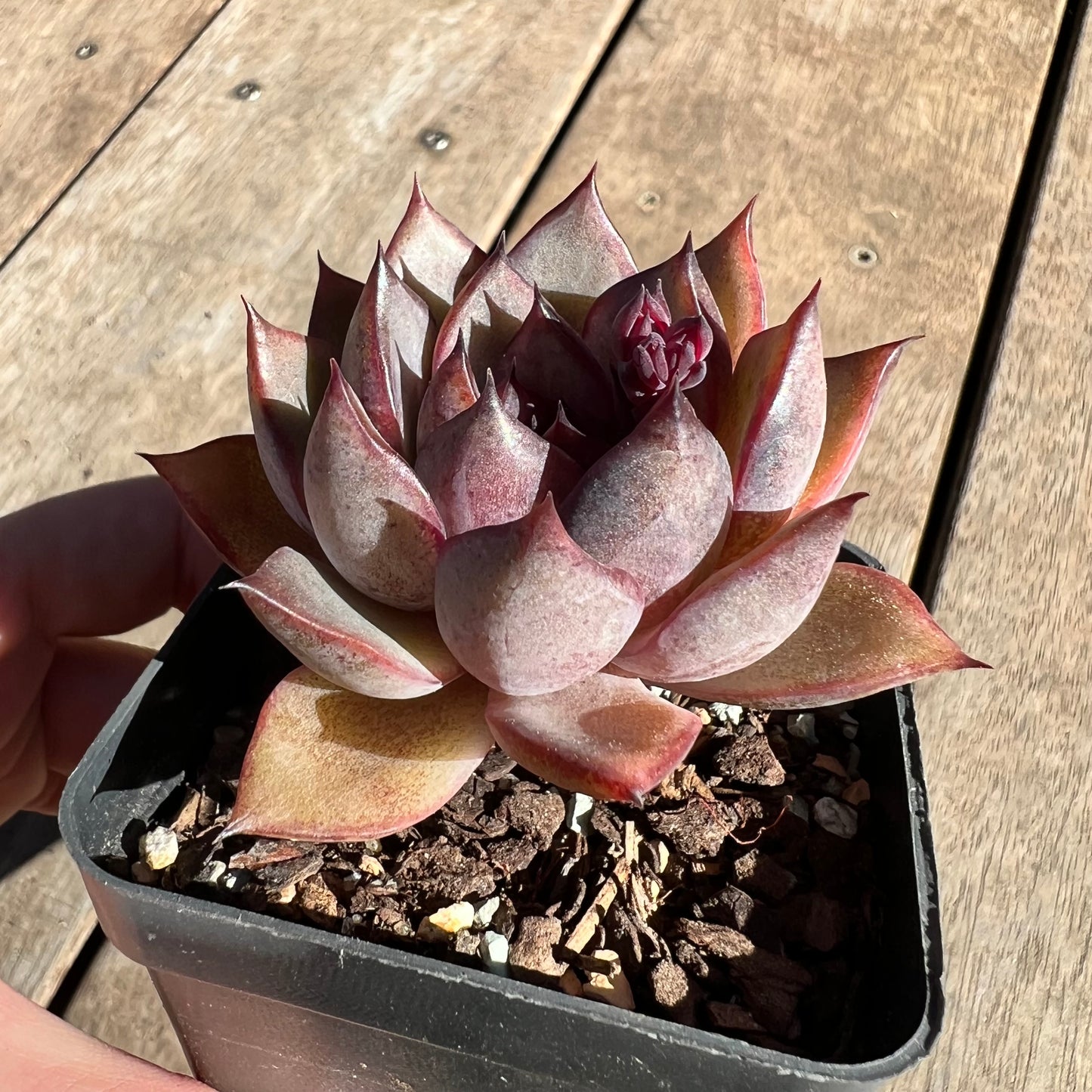 1308 Echeveria Black Forest