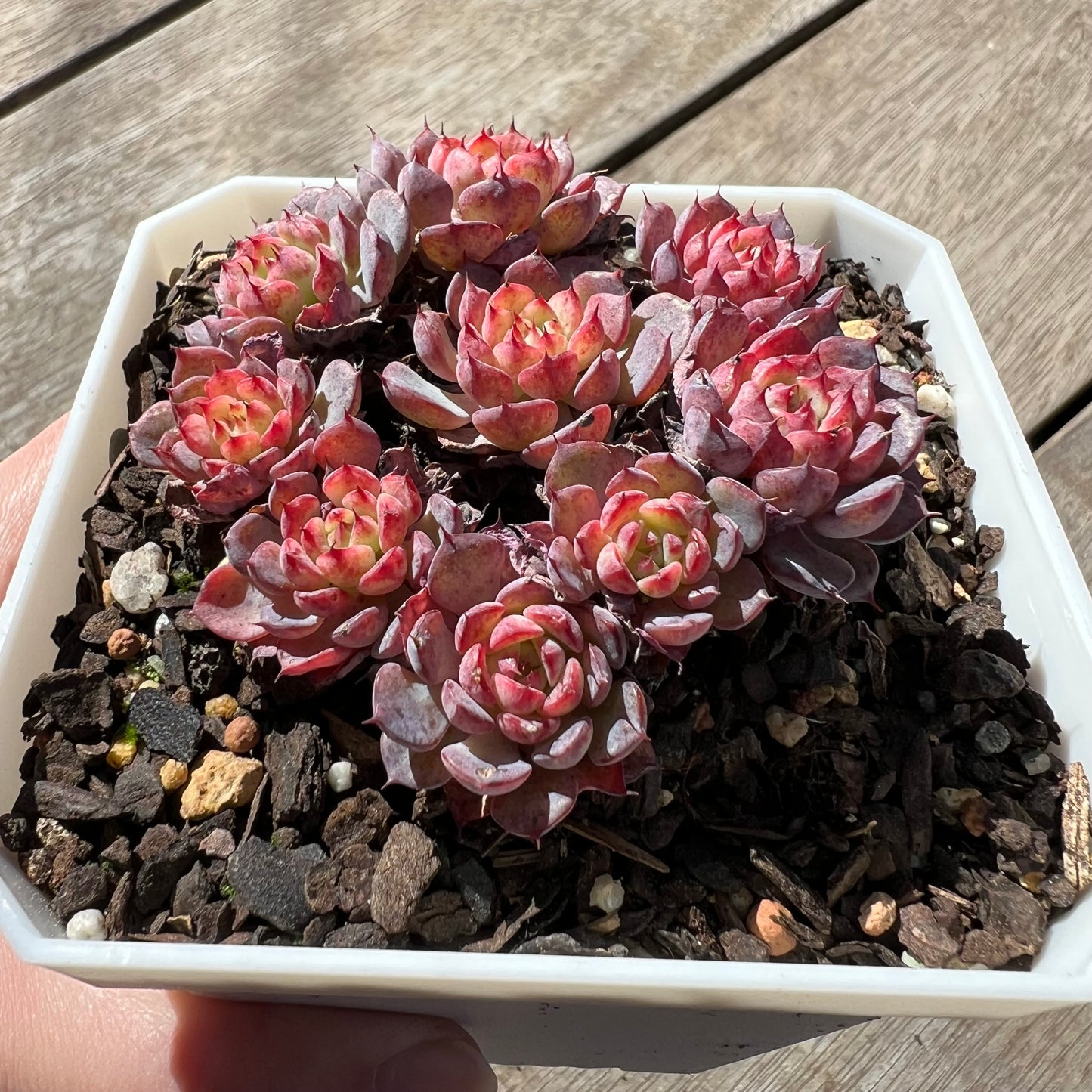 1308 Echeveria Blue Minima