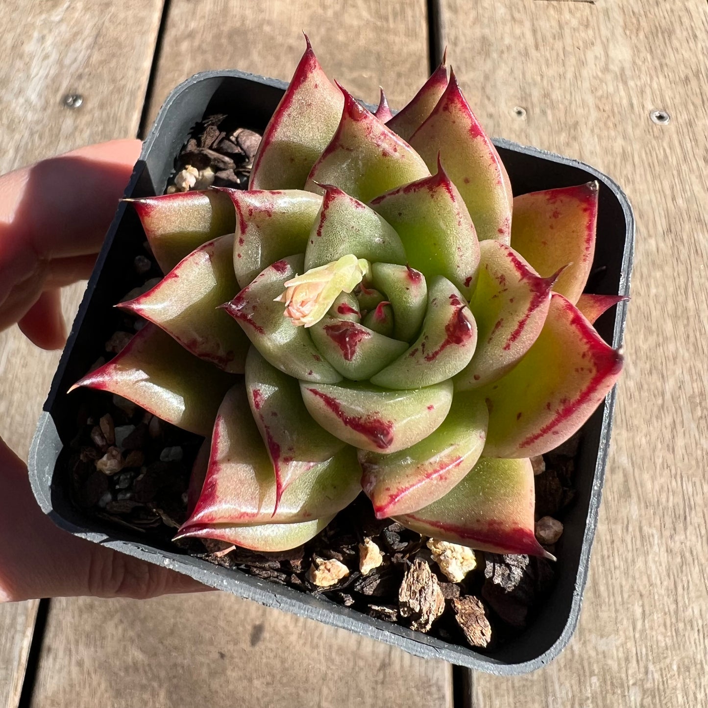 1308 Echeveria Ebony 'Eyelash'