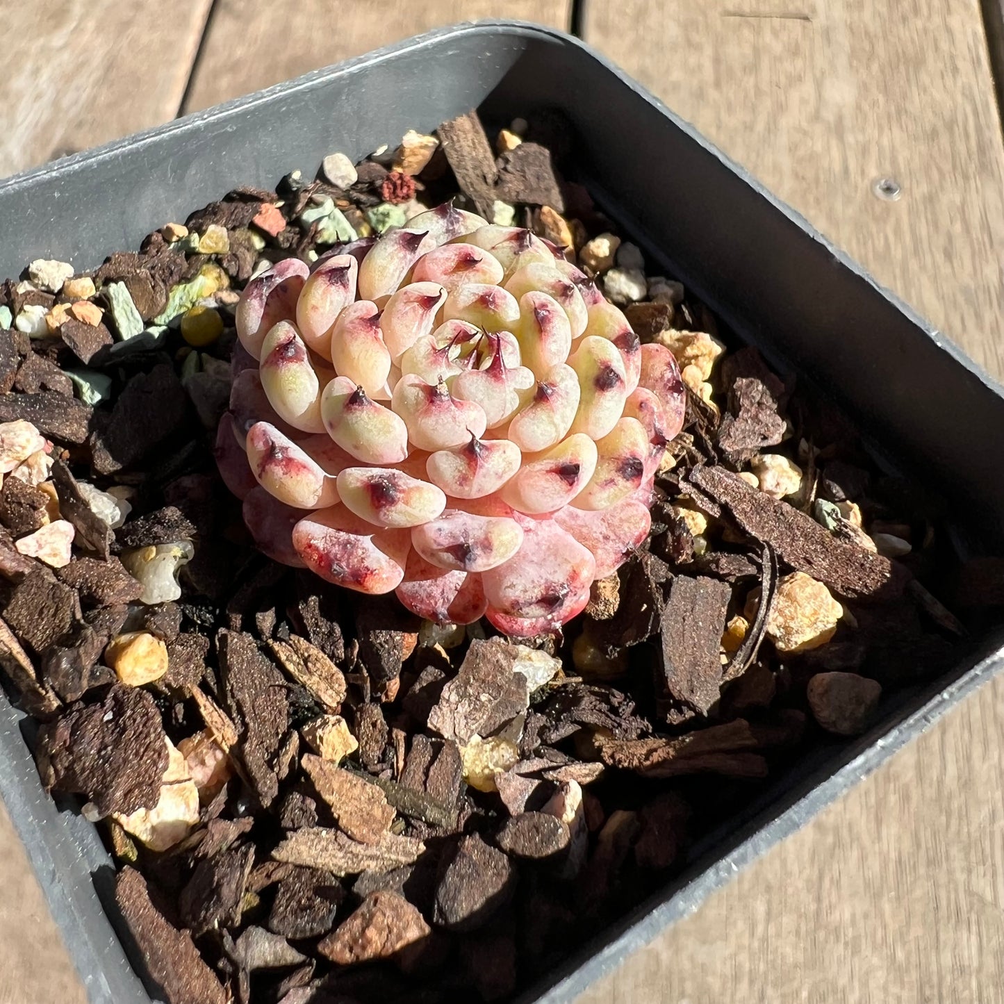 1308 Echeveria 'Meetup'