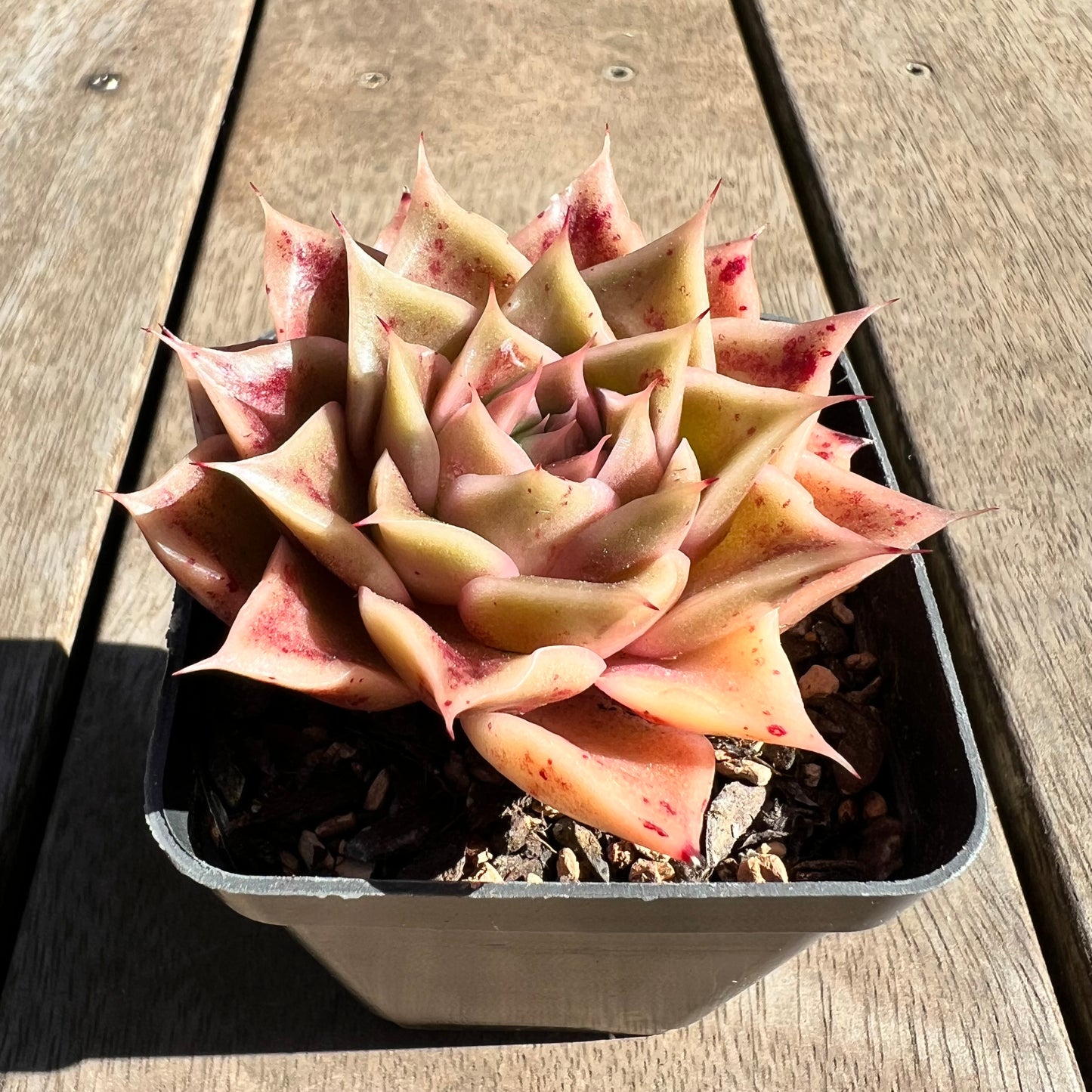 1308 Echeveria Ppi Ppi Saeu