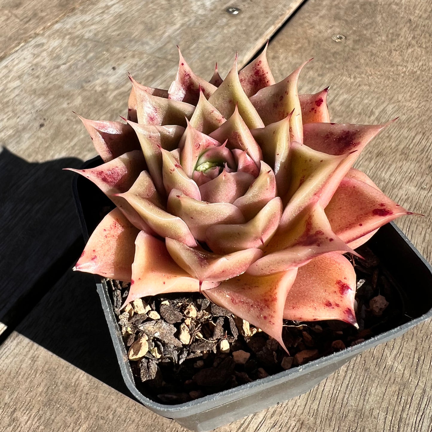 1308 Echeveria Ppi Ppi Saeu