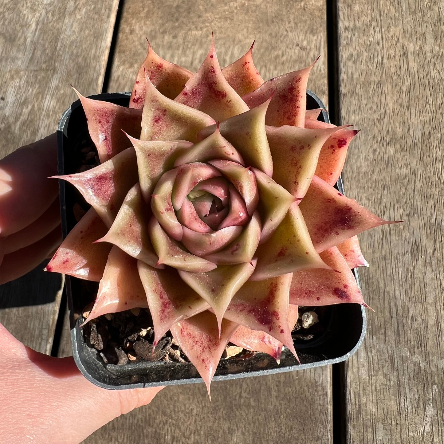 1308 Echeveria Ppi Ppi Saeu