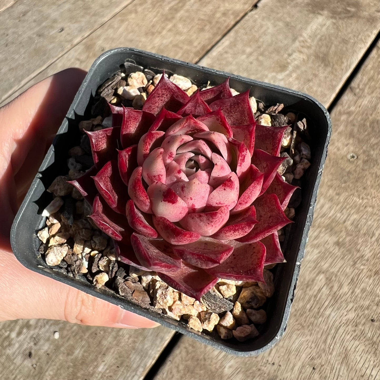 1308 Echeveria 'Queen Red'