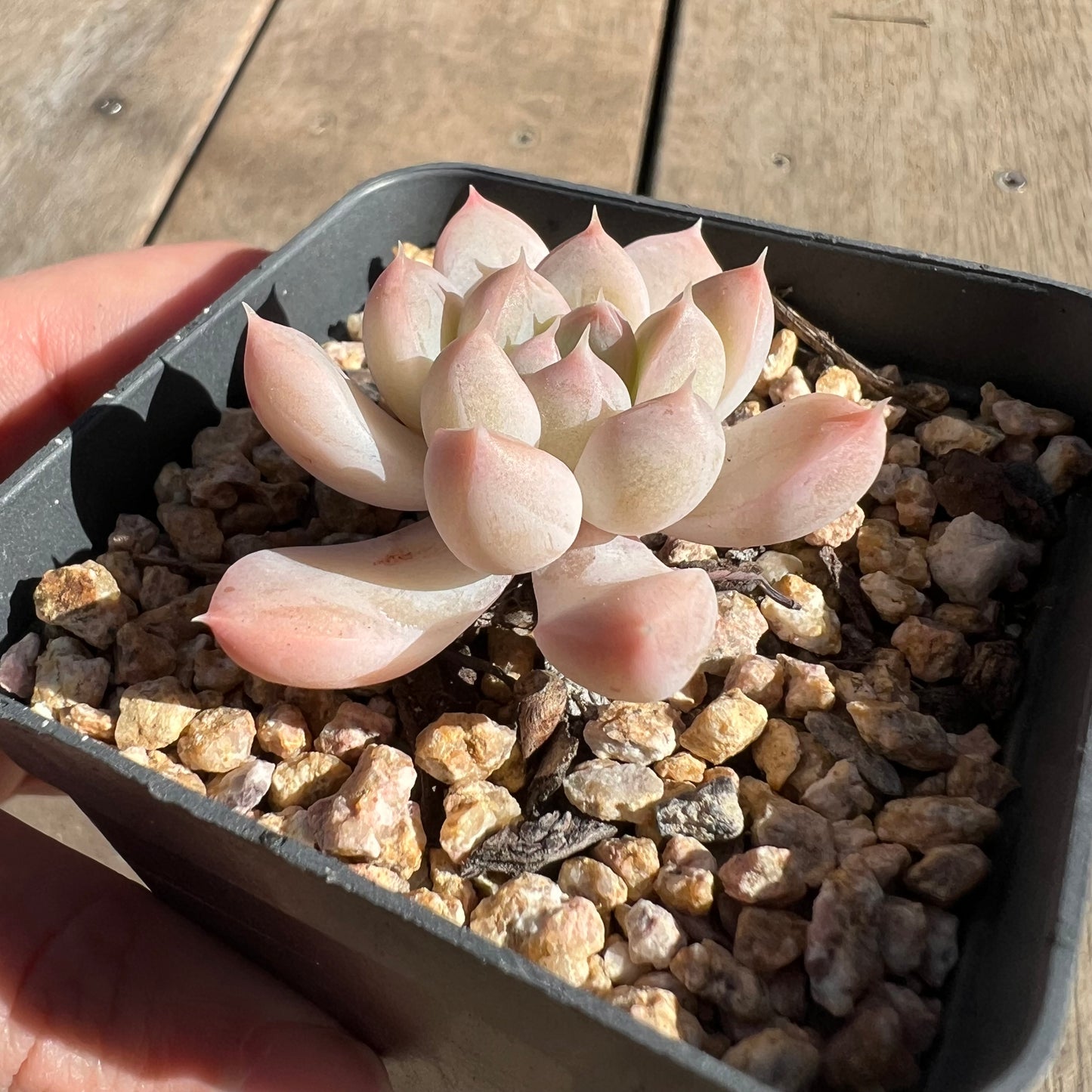 1308 Echeveria Racoon