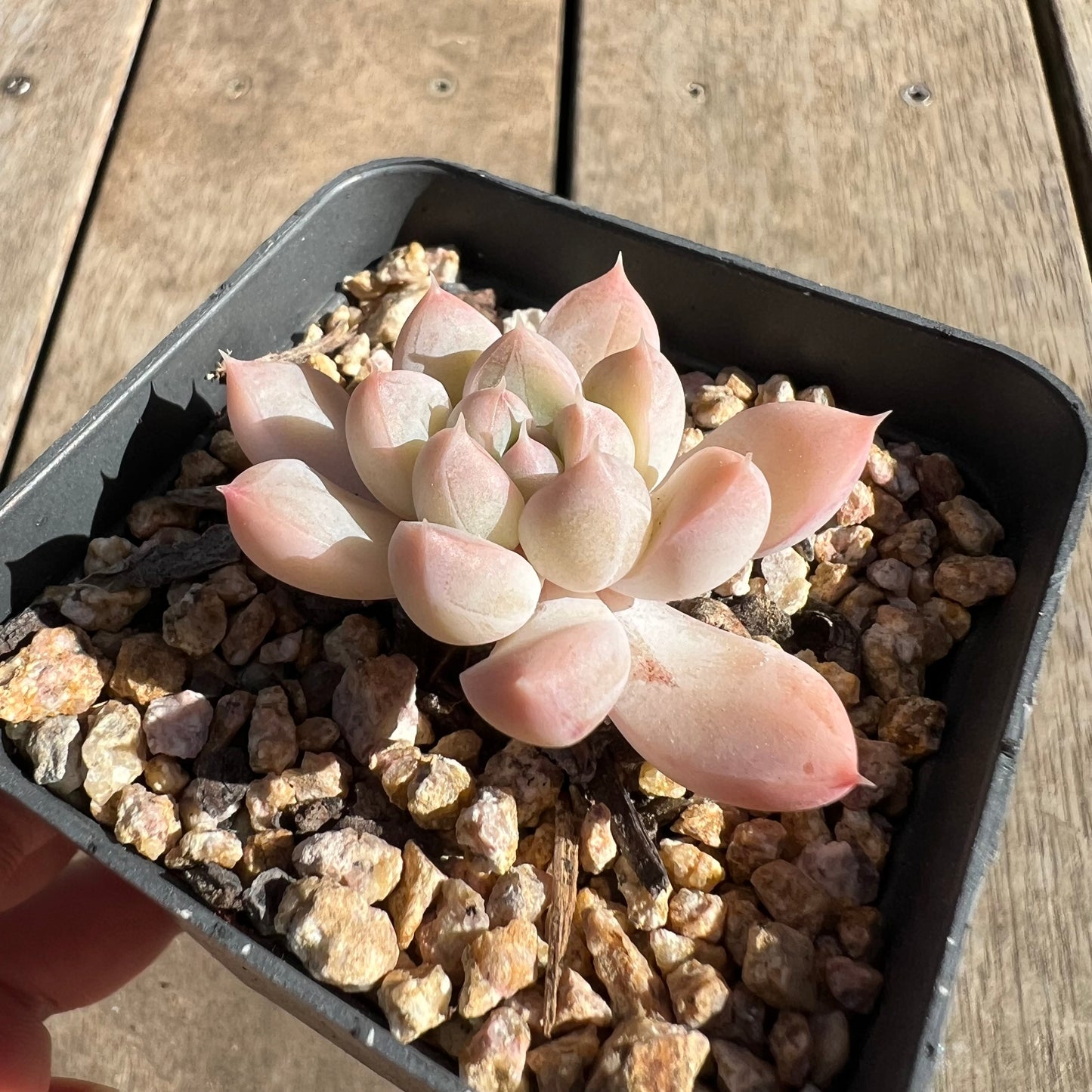 Echeveria Racoon