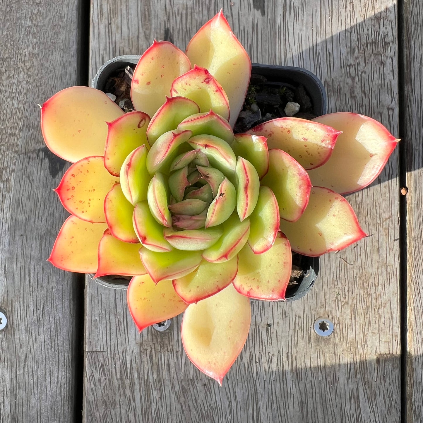 1308 Echeveria 'Purple Butterfly'