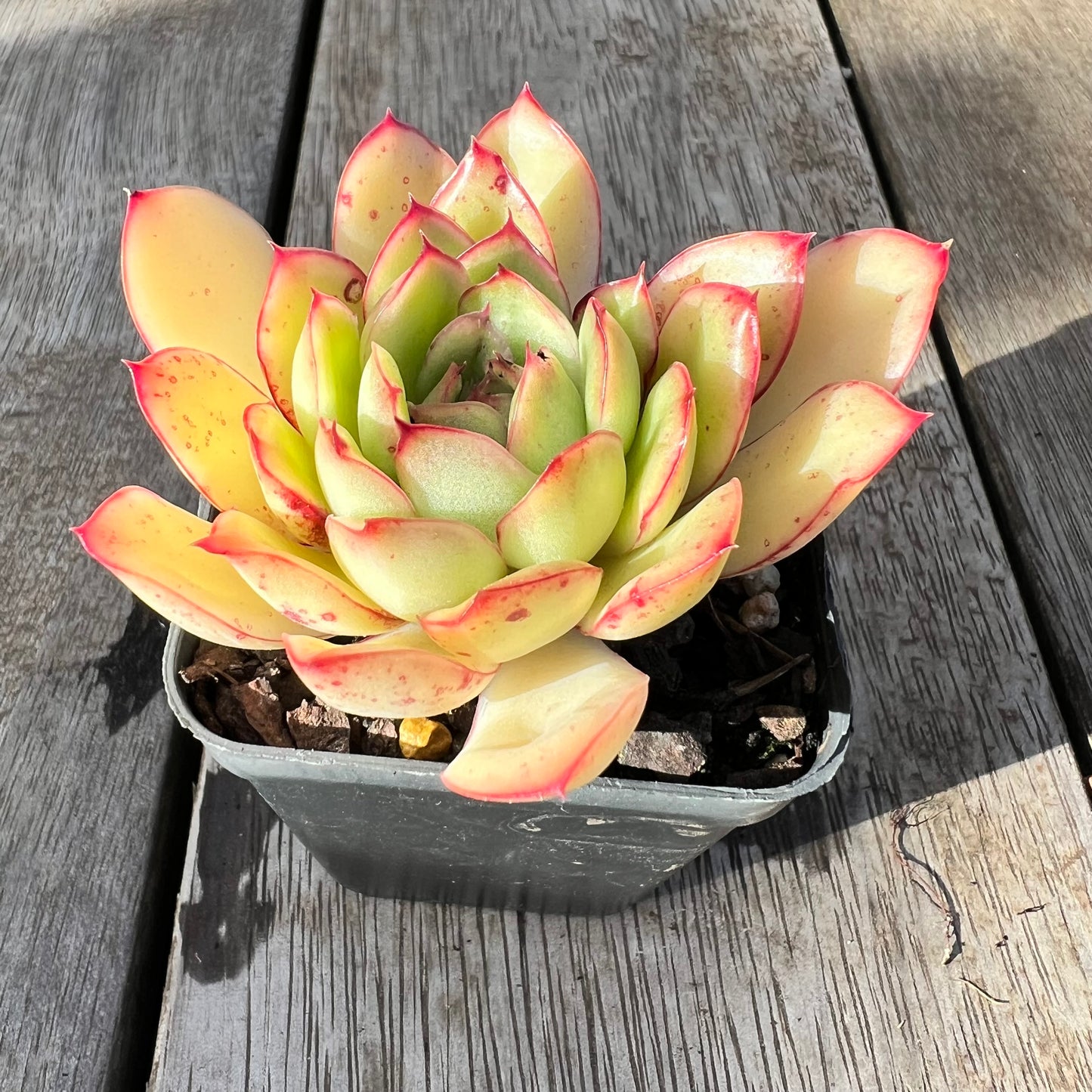 1308 Echeveria 'Purple Butterfly'