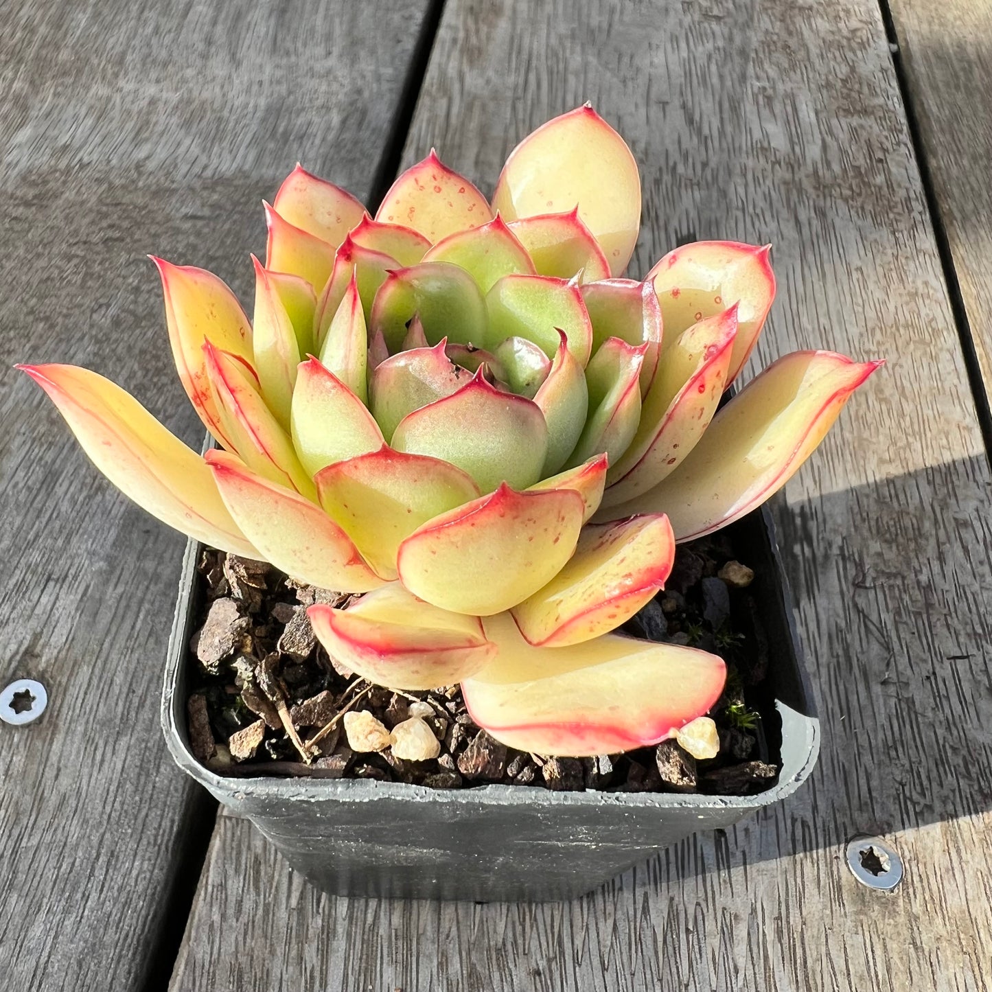 1308 Echeveria 'Purple Butterfly'