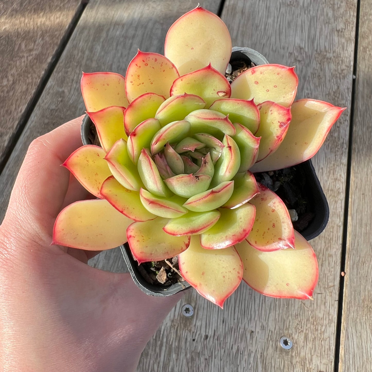 1308 Echeveria 'Purple Butterfly'