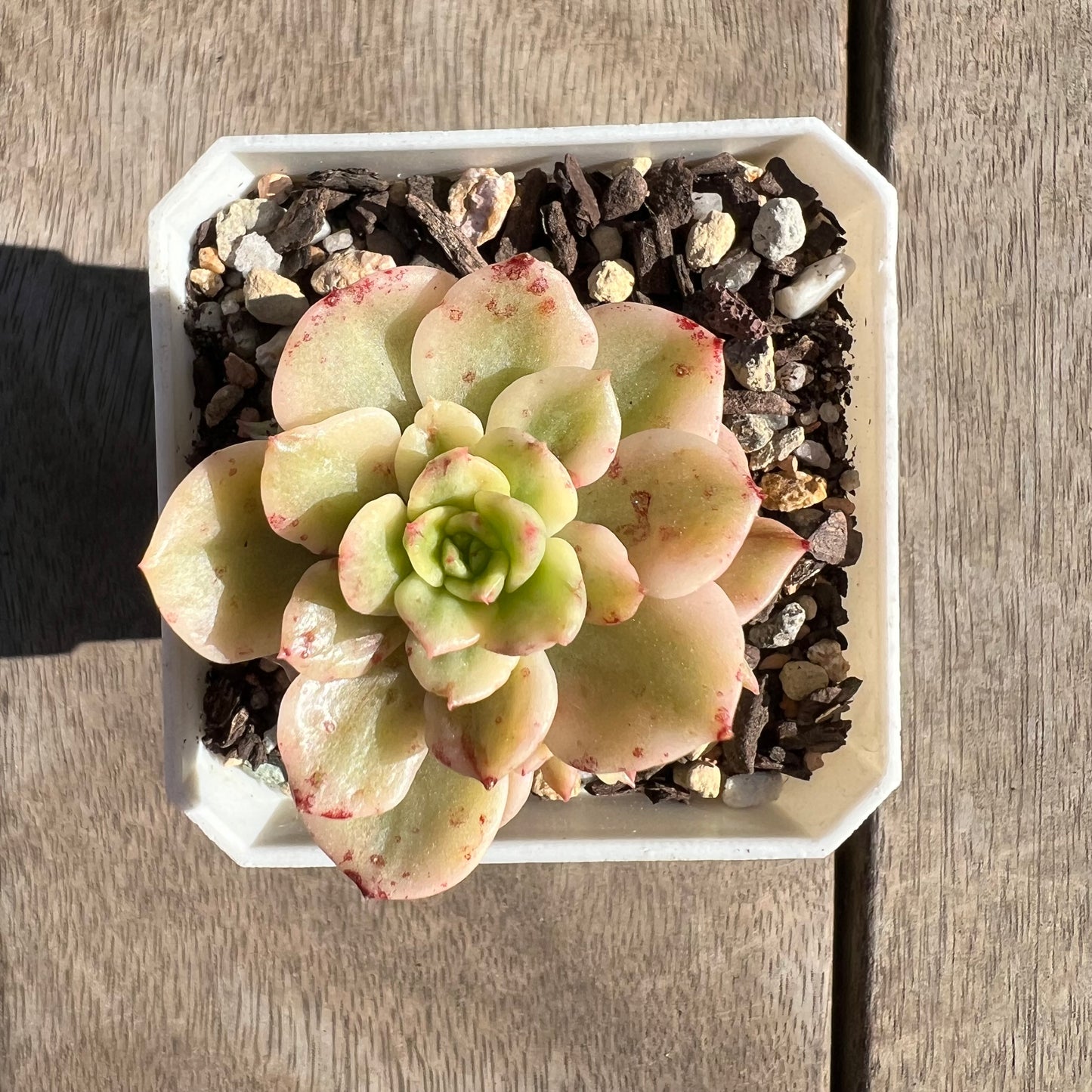 1308 Sedeveria Rolly Variegated (with 2 pups)