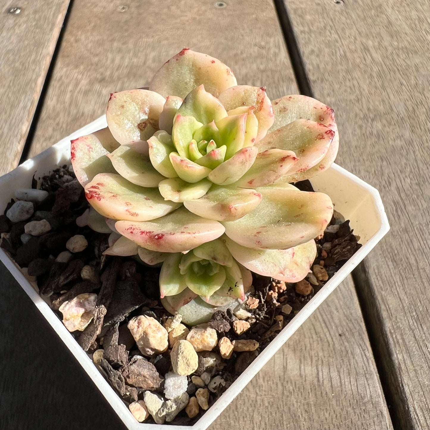 1308 Sedeveria Rolly Variegated (with 2 pups)