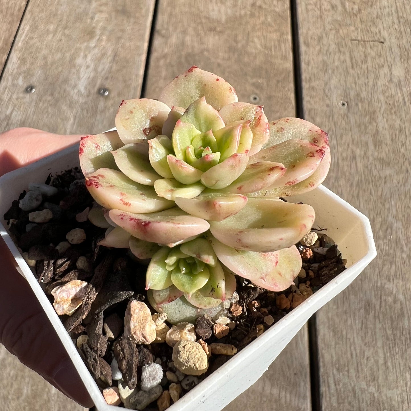 1308 Sedeveria Rolly Variegated (with 2 pups)