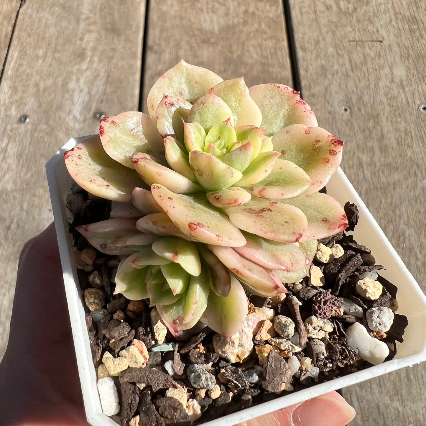 1308 Sedeveria Rolly Variegated (with 2 pups)