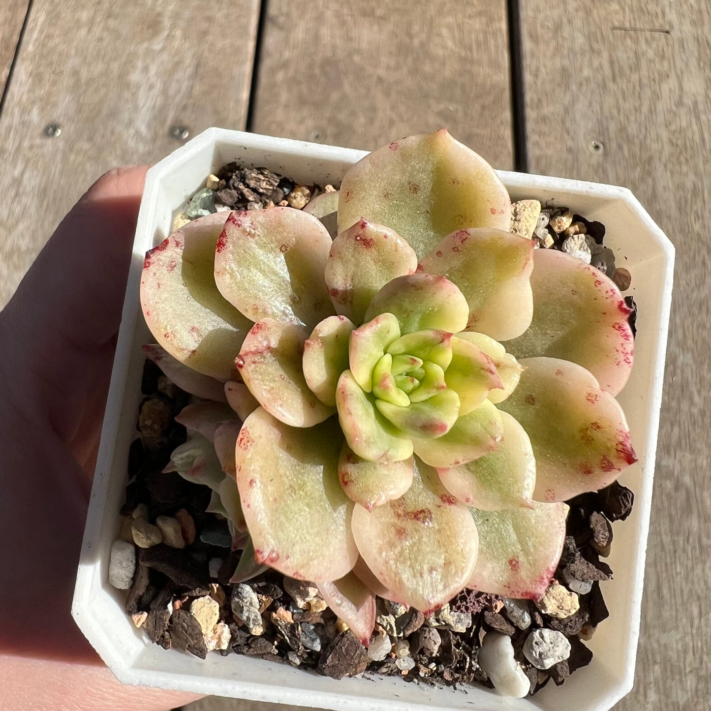 1308 Sedeveria Rolly Variegated (with 2 pups)
