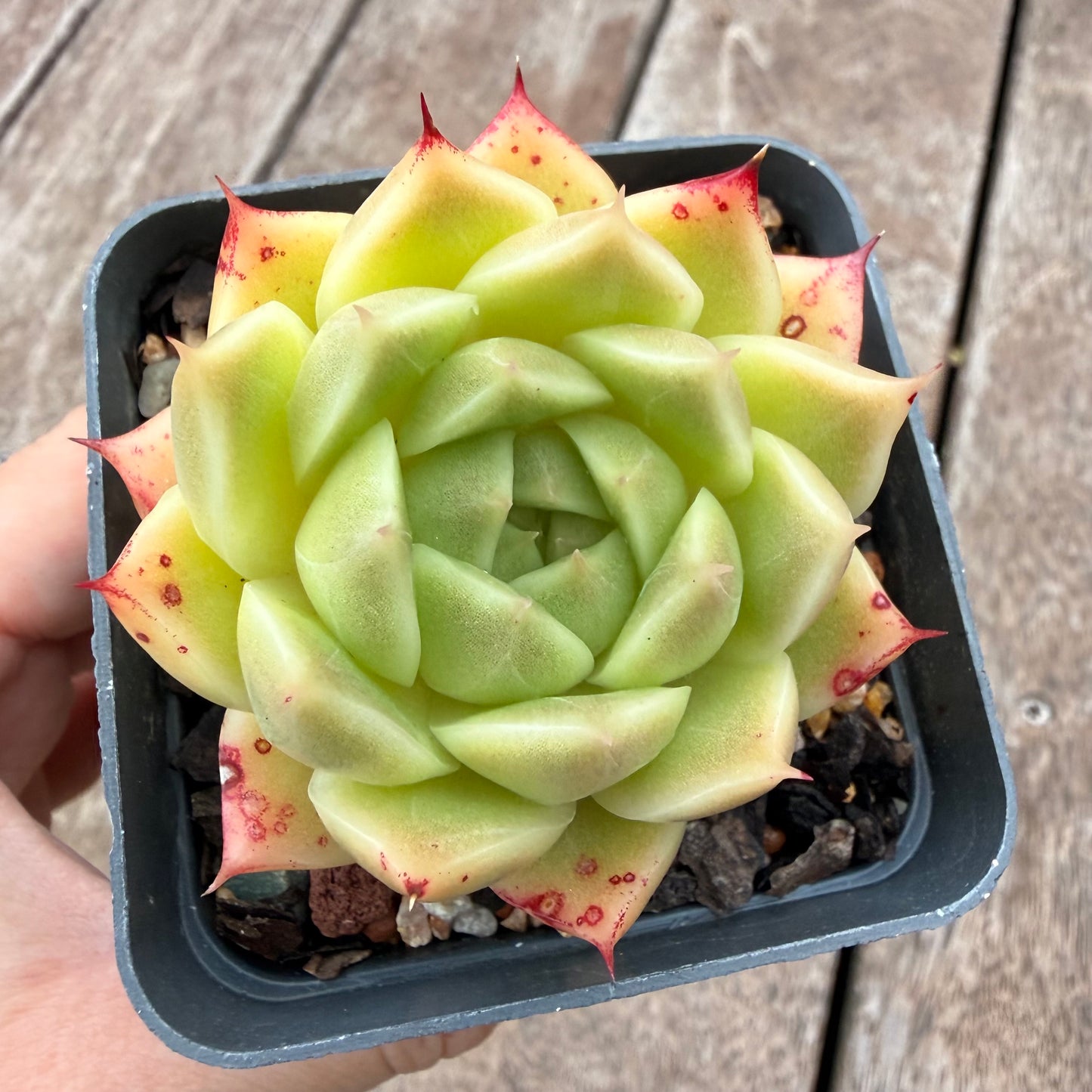 1404 Echeveria Malgan 'Jam'