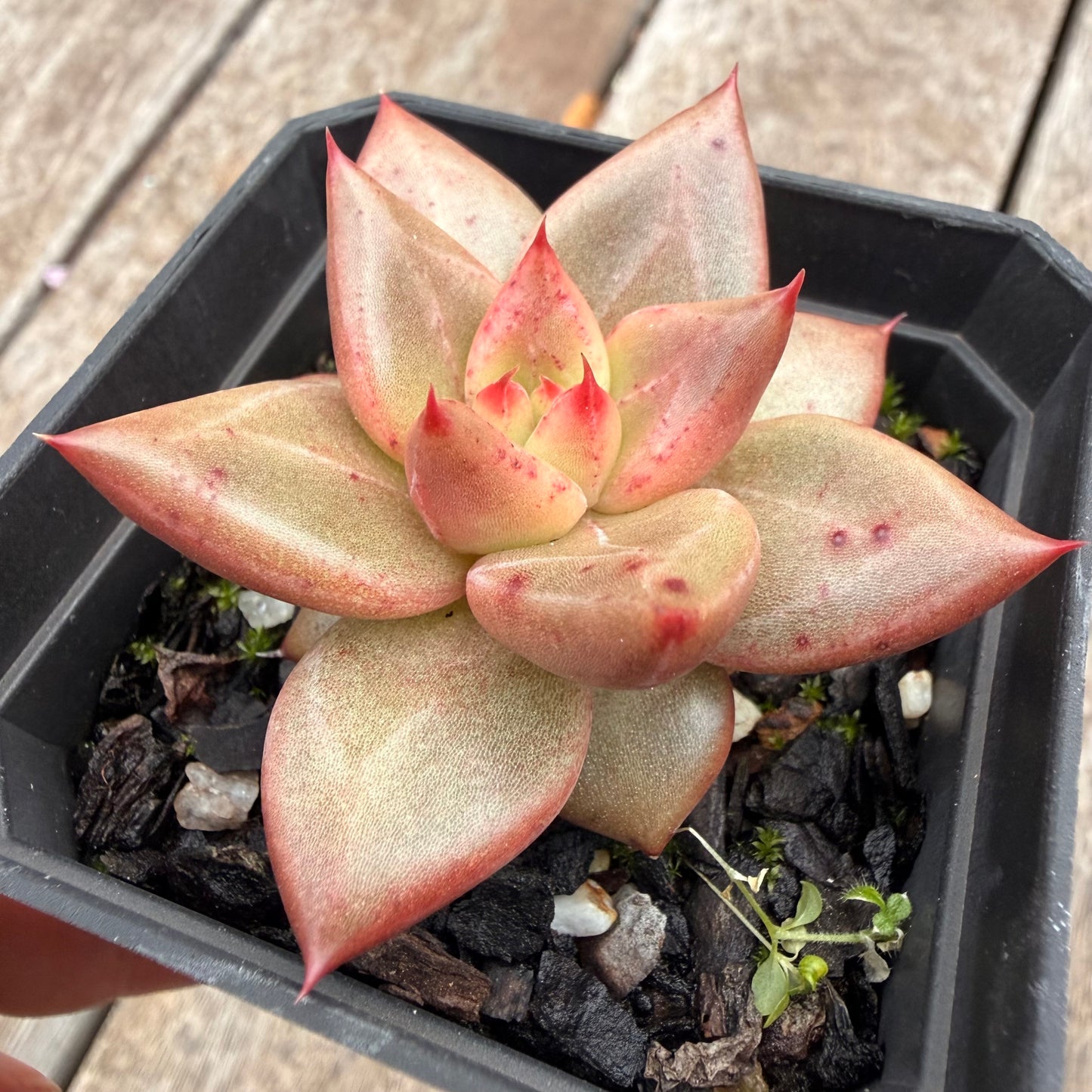 1404 Echeveria Agavoides Romeo