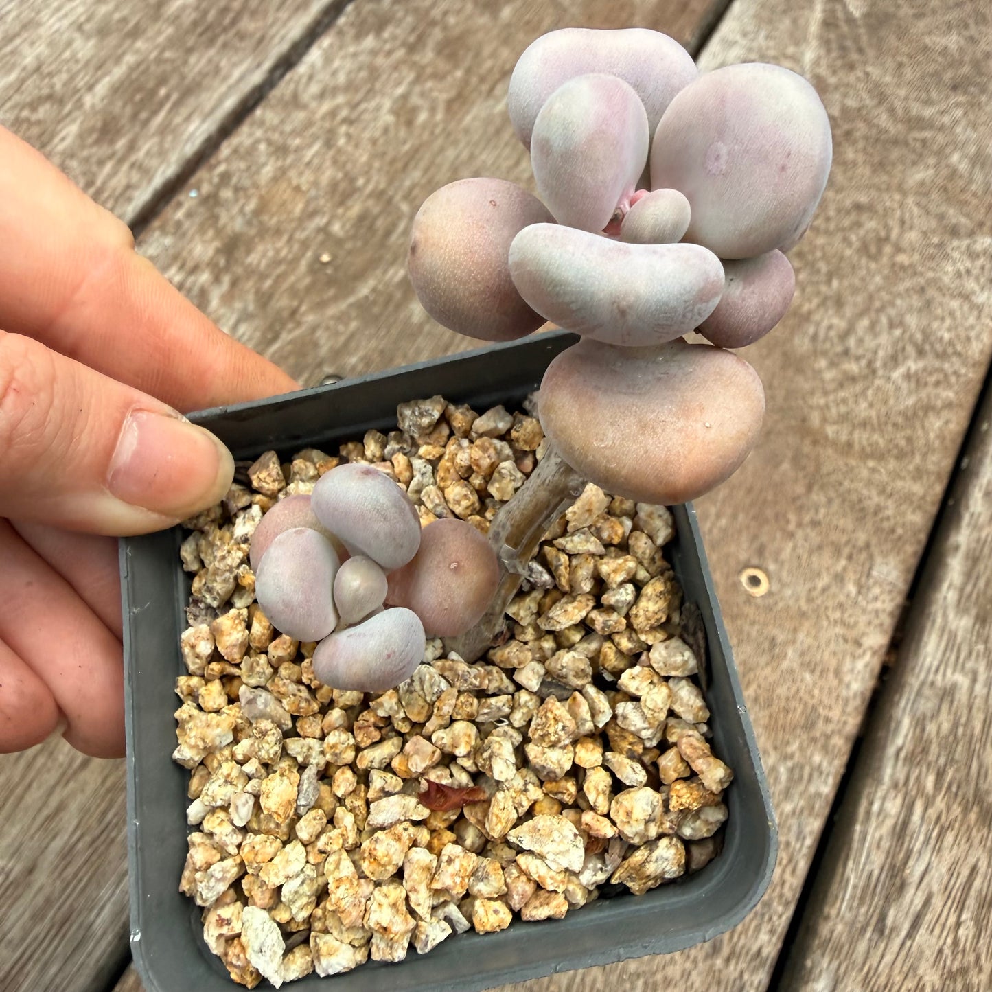 1404 Graptopetalum Amethystinum / Lavender Pebbles