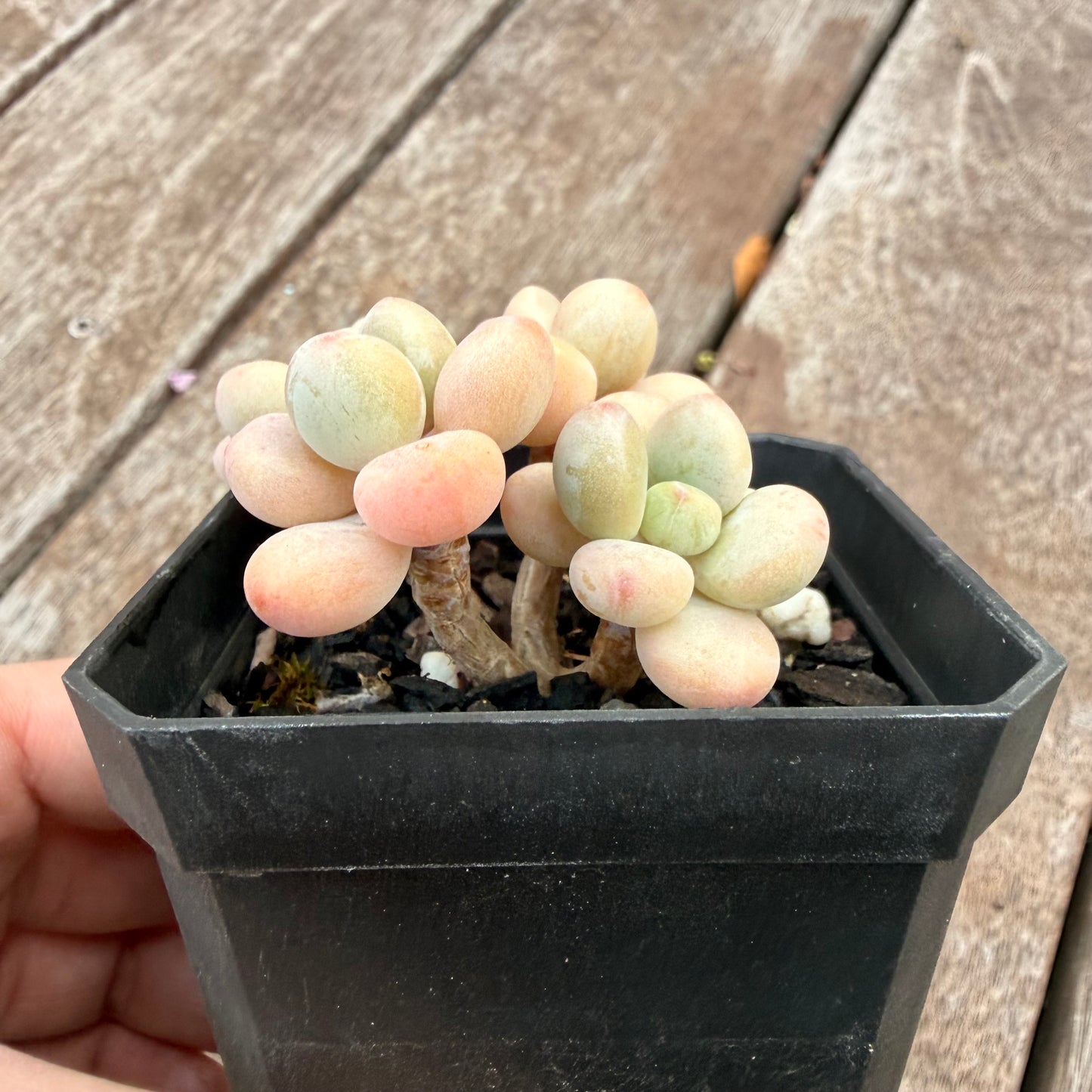 1407 Graptosedum Miul (Multi)