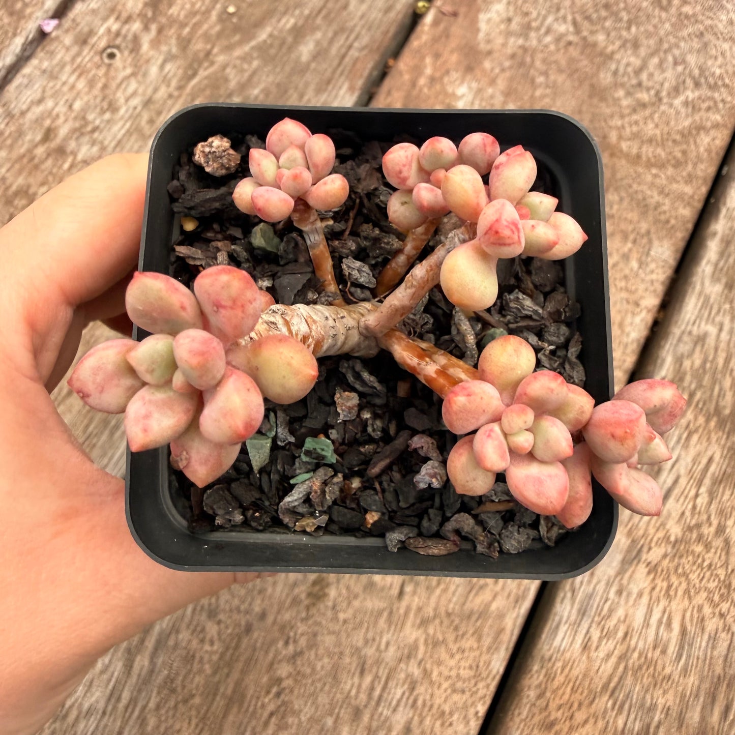 1404 Graptoveria Avant Garde (Round Leaf Form)