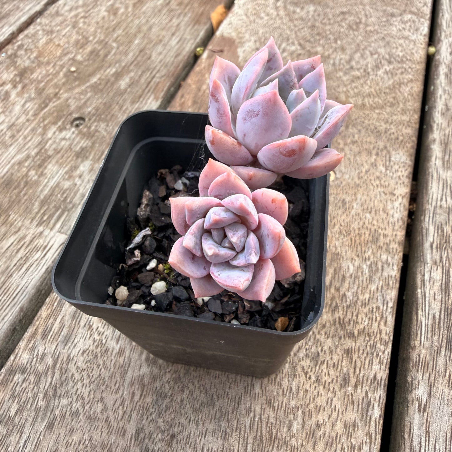 1404 Graptoveria Milky Way