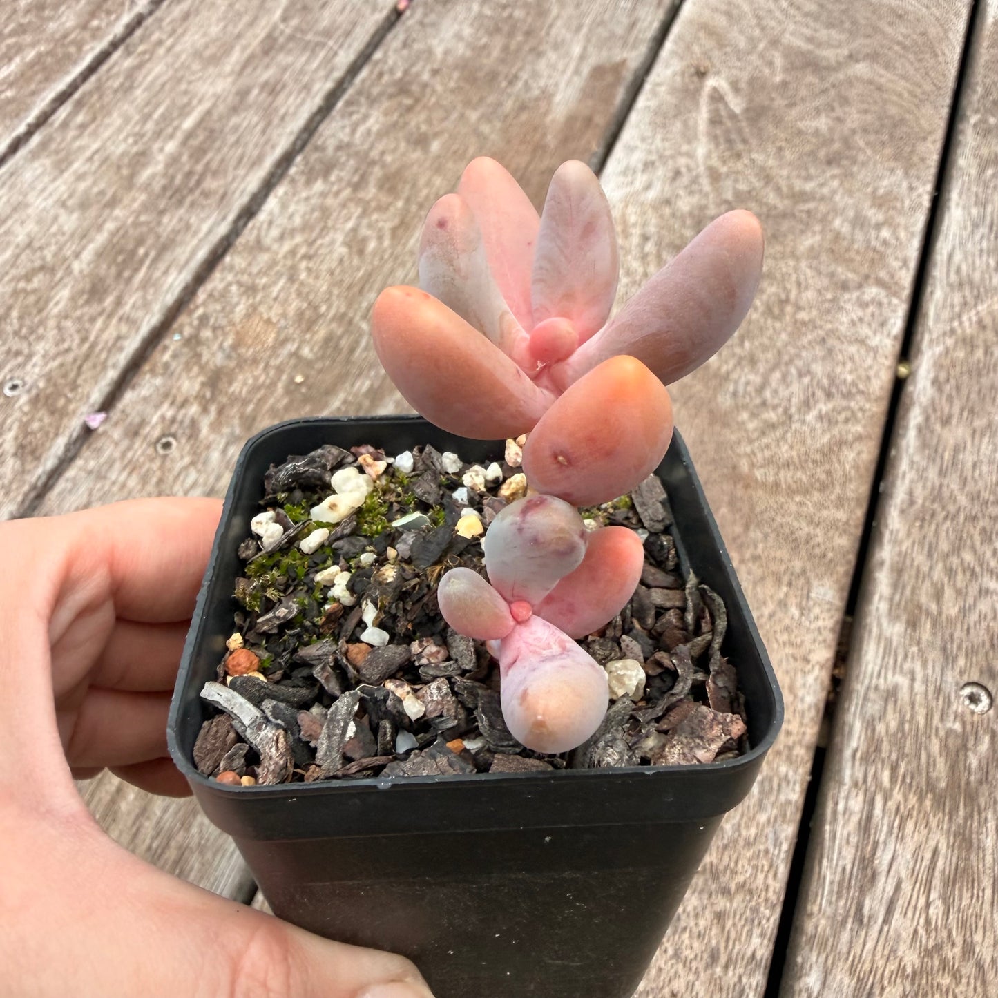 1404 Pachysedum Ganzhou
