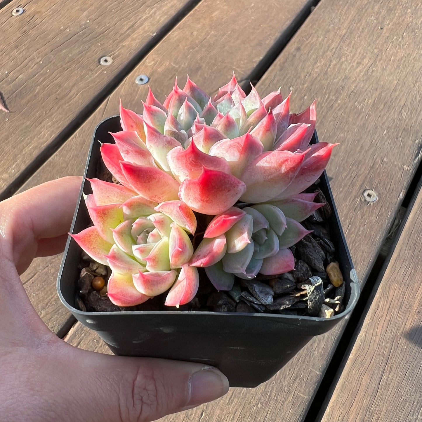 1405 Echeveria Barbie Doll (Multi)