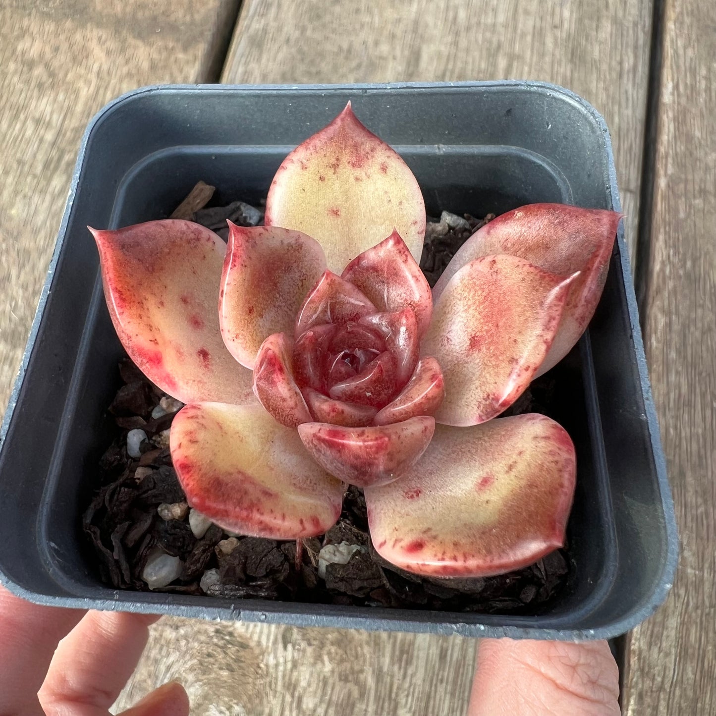 1405 Echeveria Chocolate Mousse