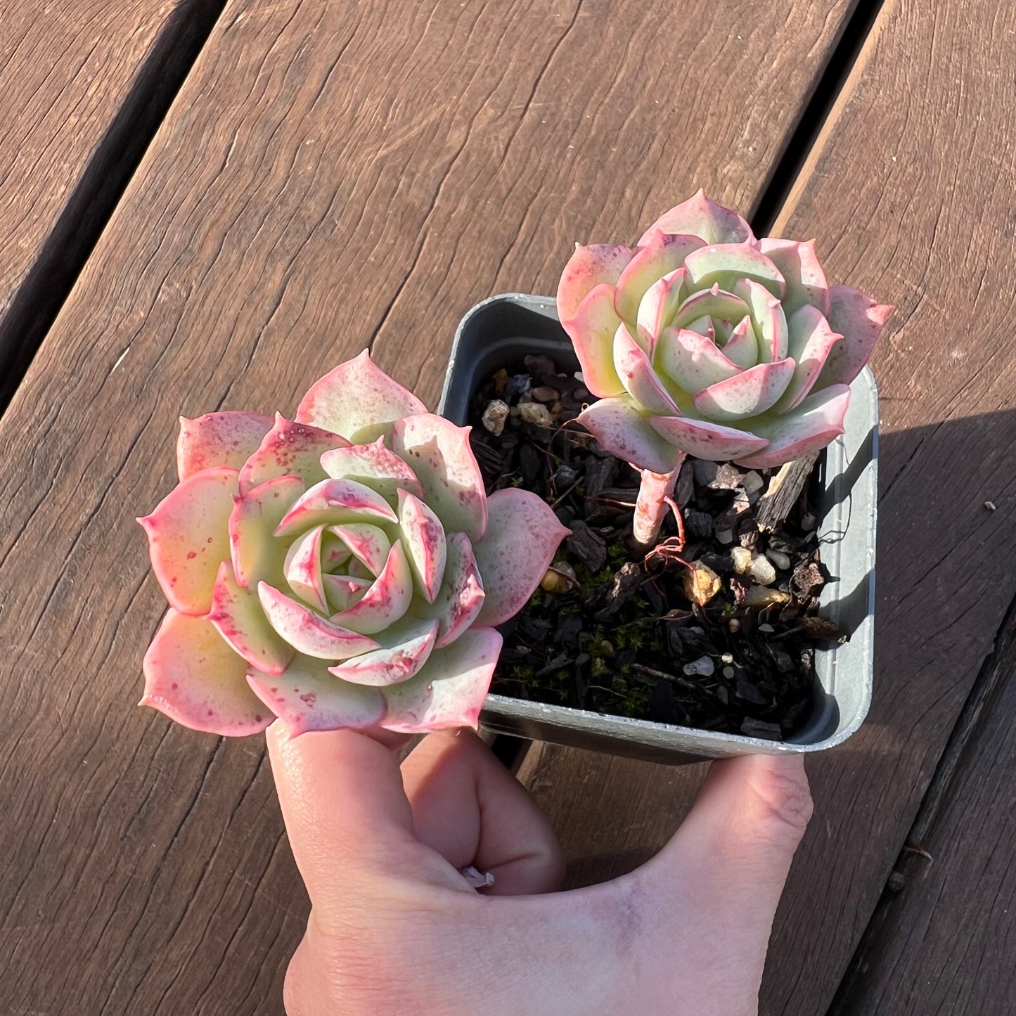 1405 Echeveria Croatia