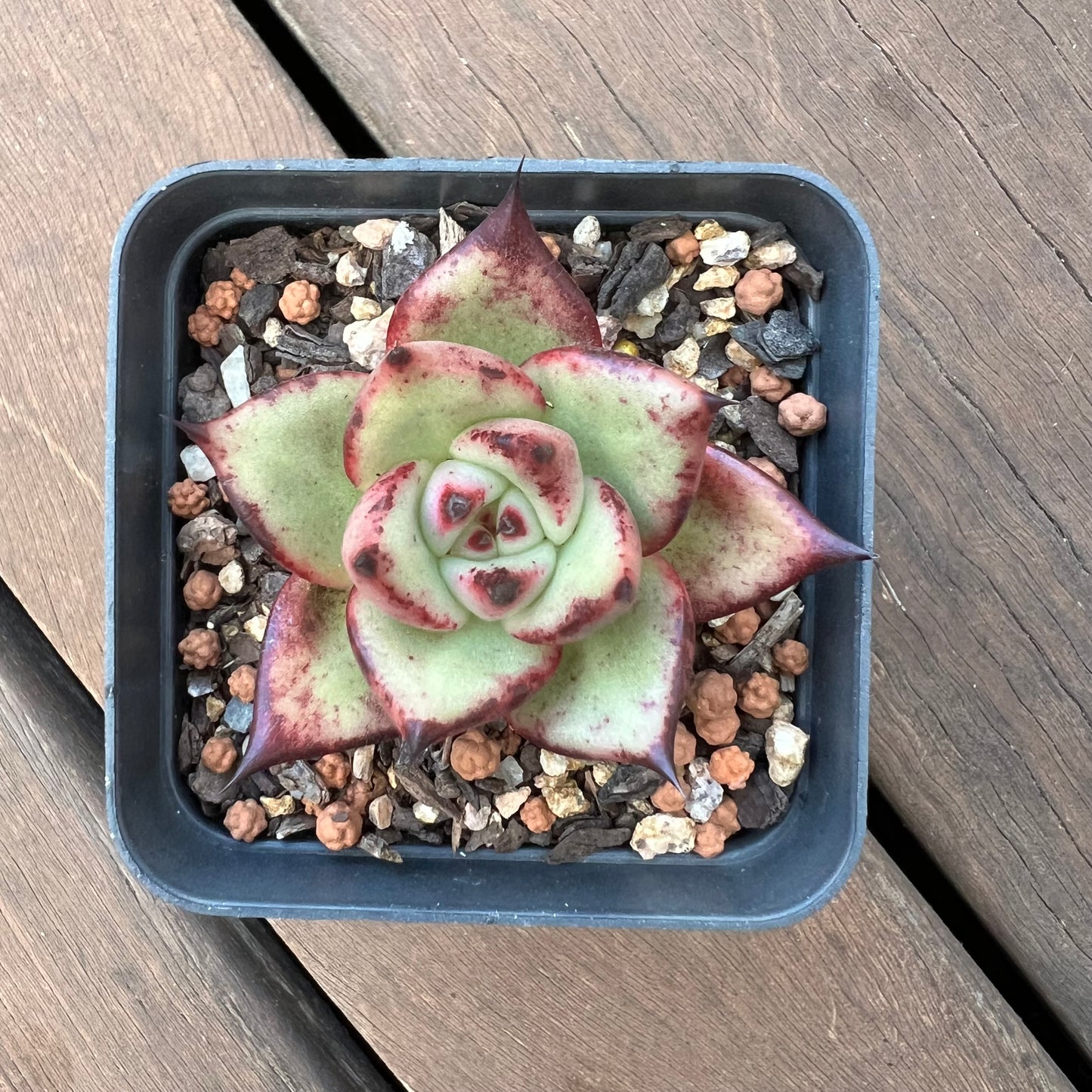 1405 Echeveria Ebony