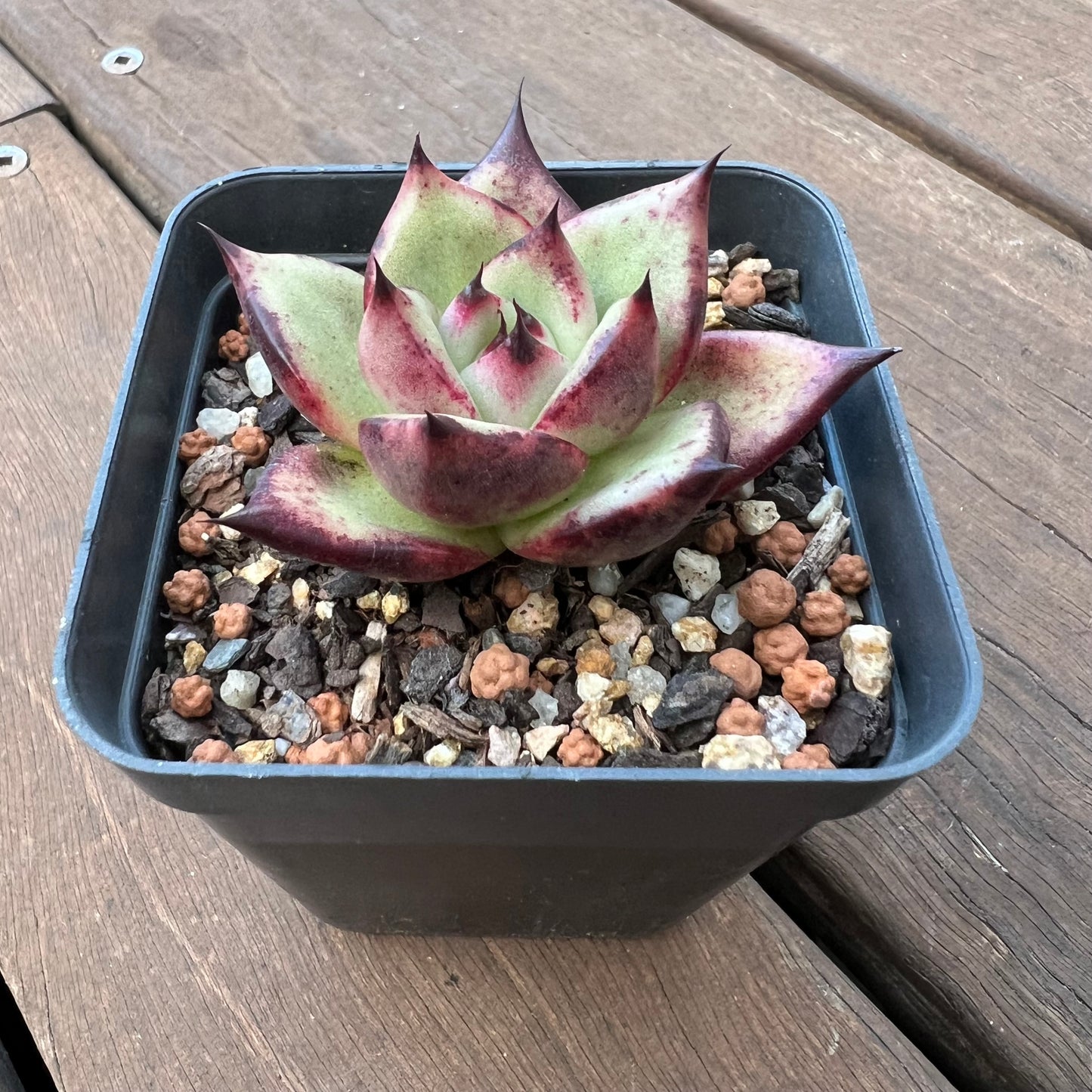 1405 Echeveria Ebony