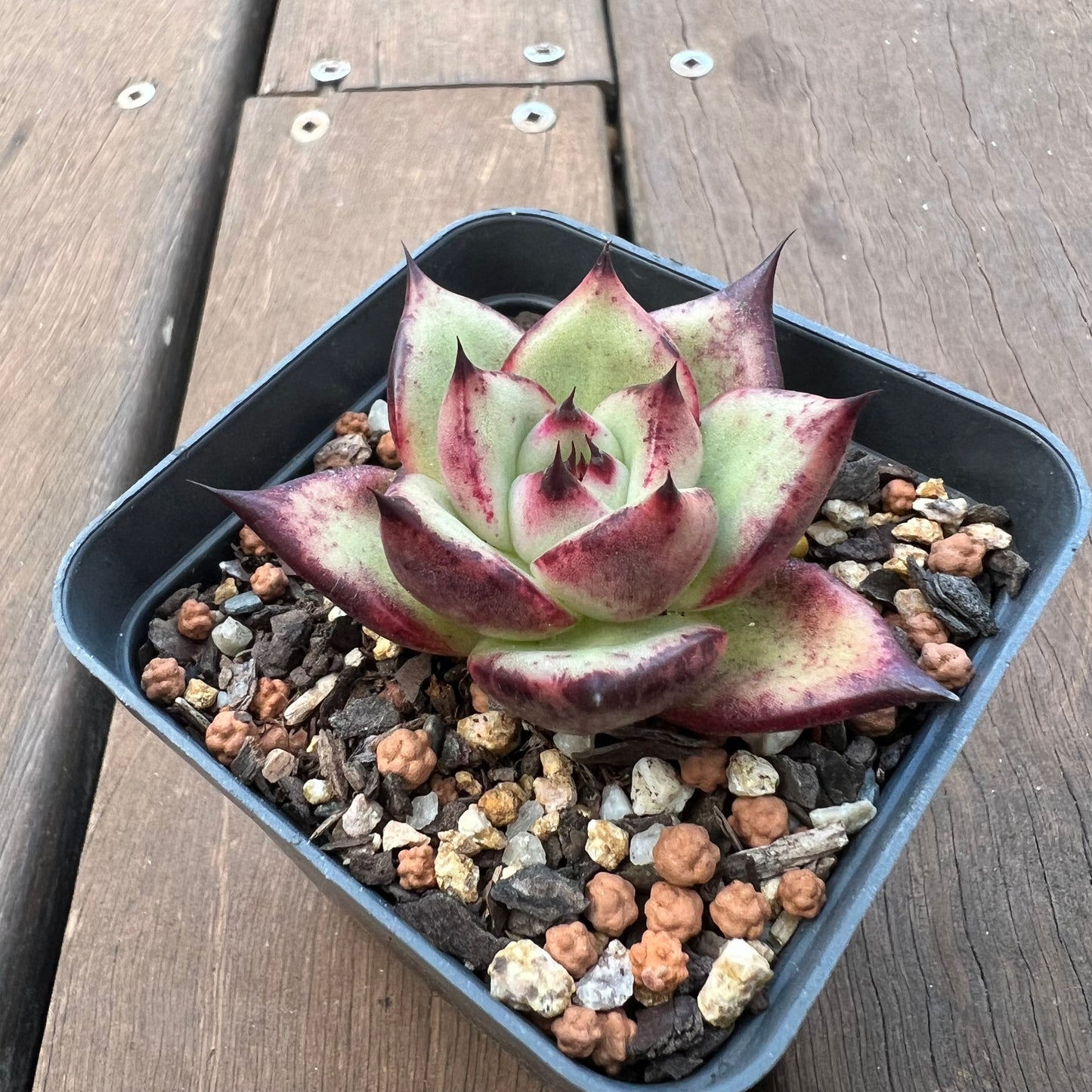 1405 Echeveria Ebony