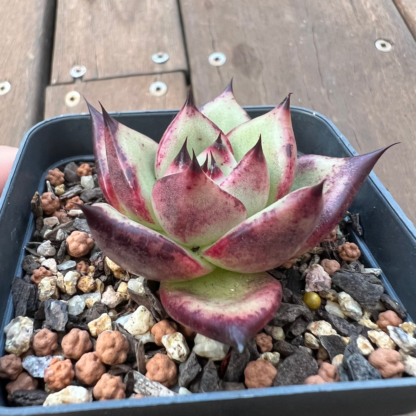 1405 Echeveria Ebony
