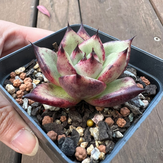 1405 Echeveria Ebony