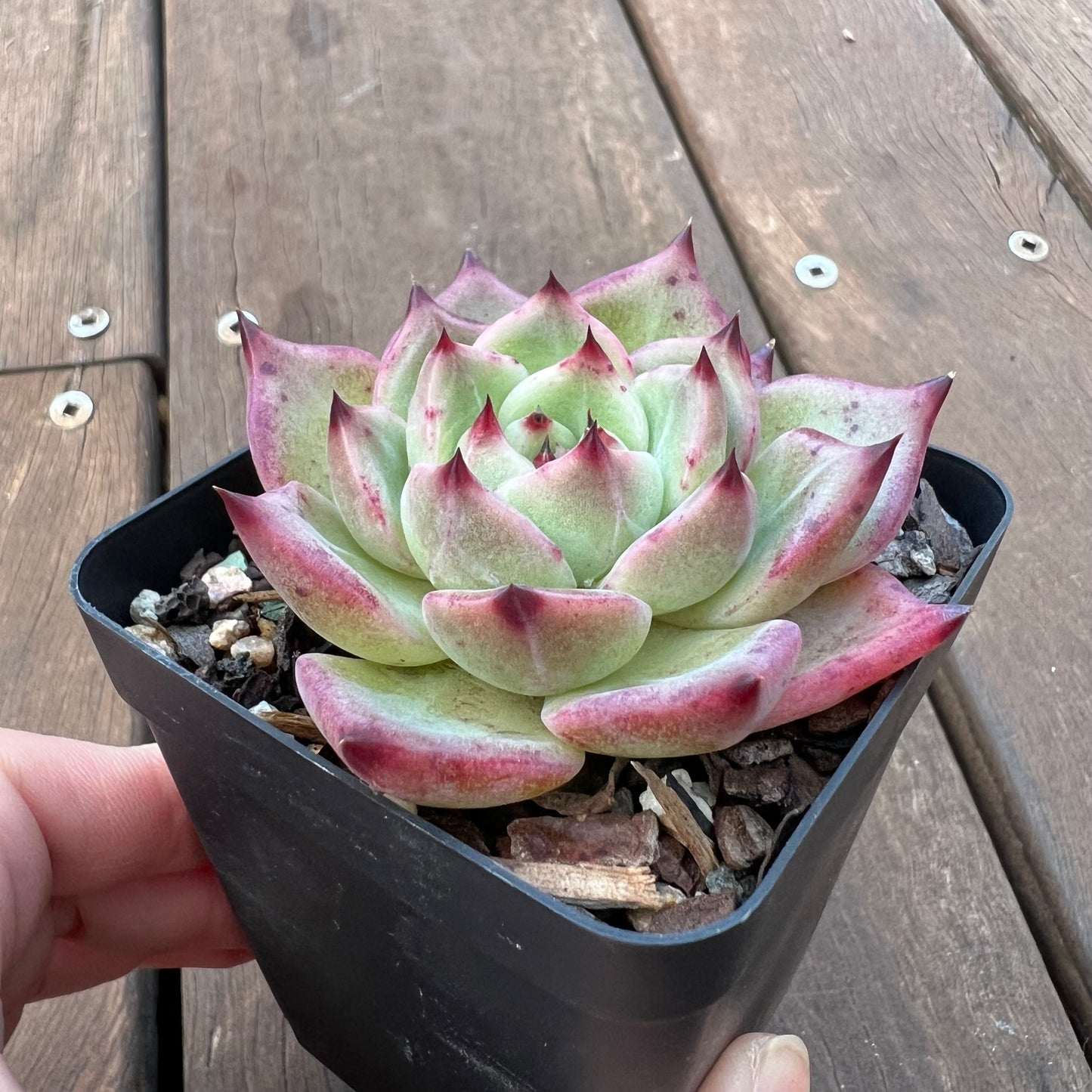 1405 芙罗拉/红龙