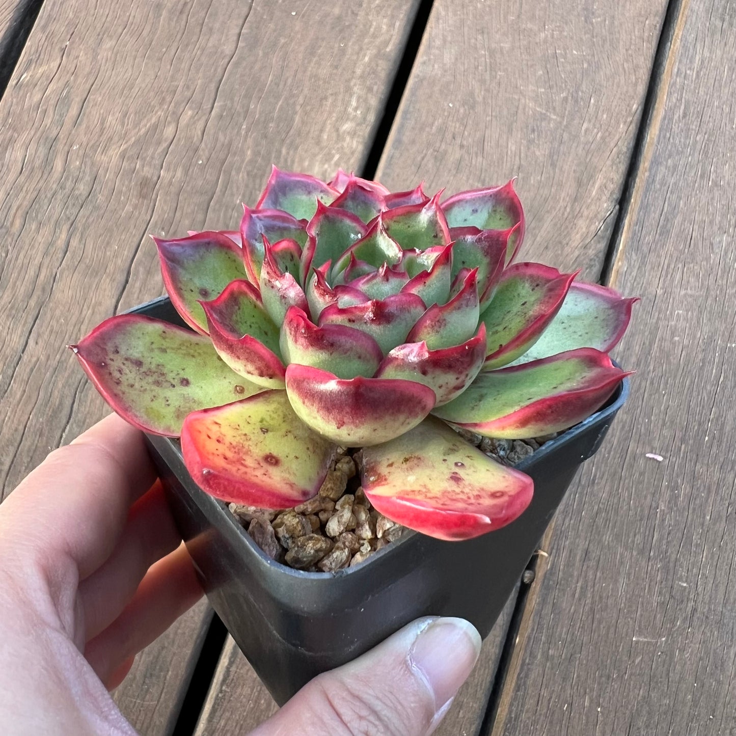 1405 Echeveria Giselle