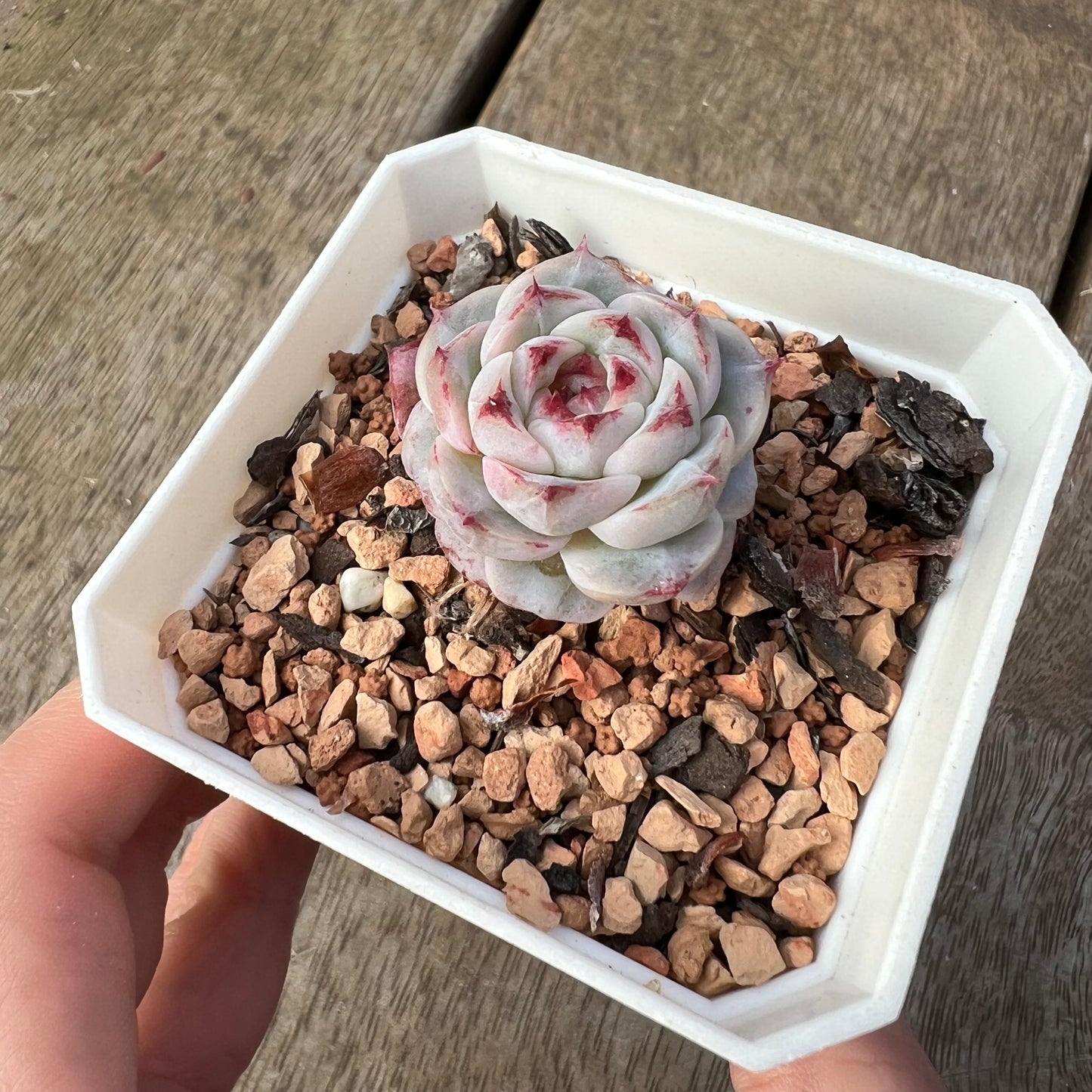 1405 Echeveria Red Velvet (small)