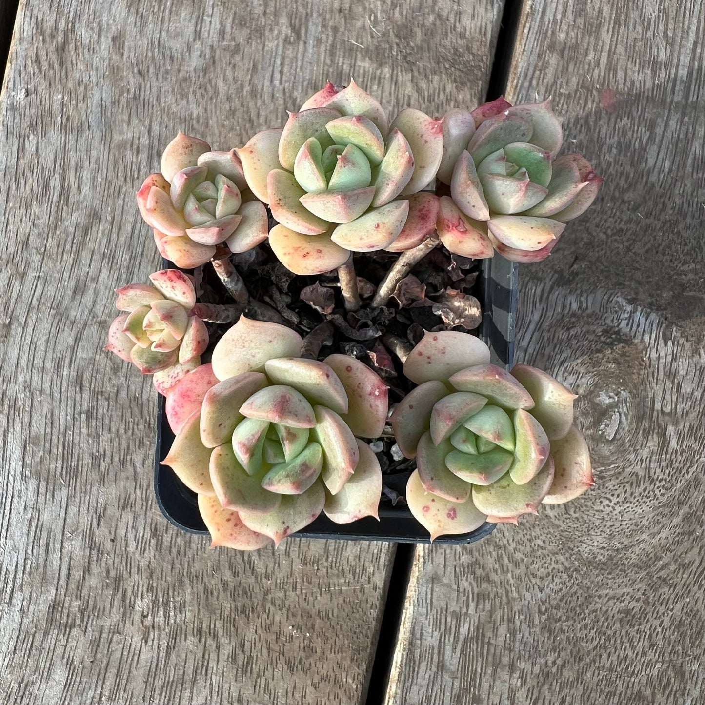 1405 Echeveria Semnan/Nicksana