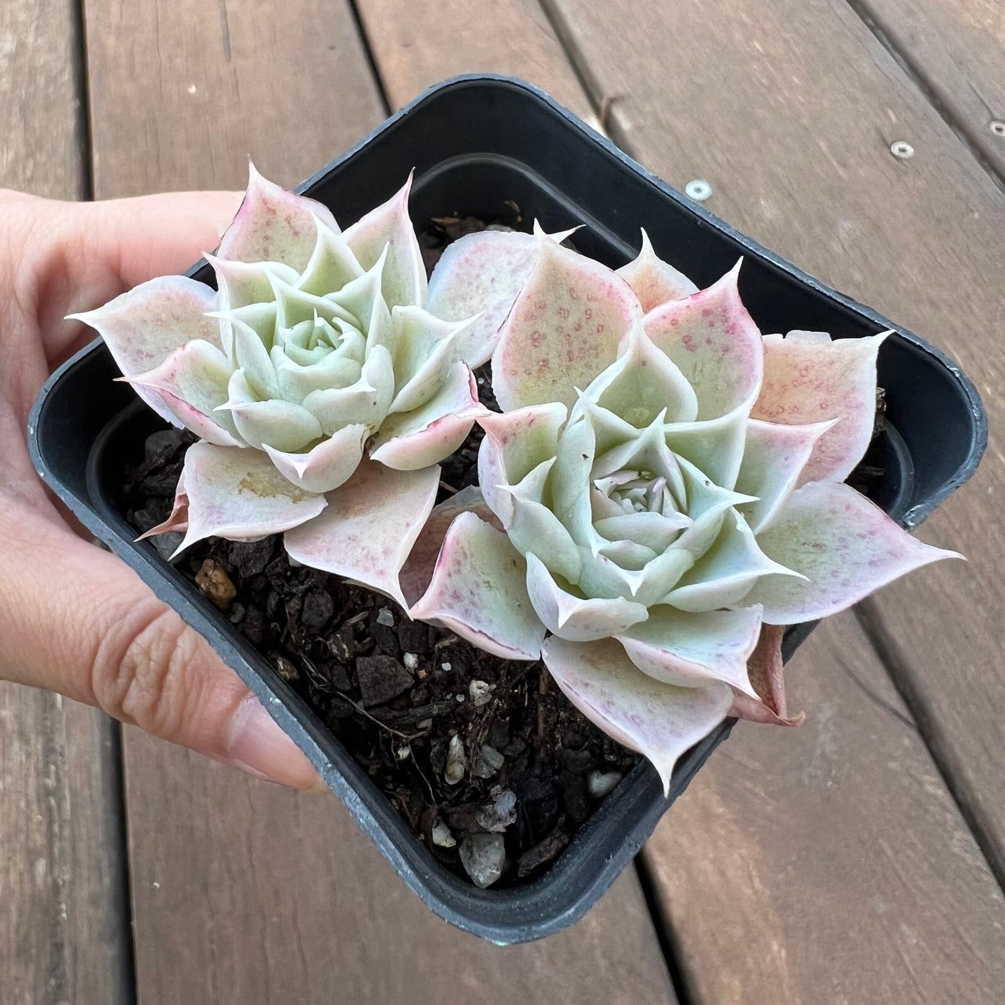 1405 Echeveria Simulans 'Laguna Sanchez' (double)
