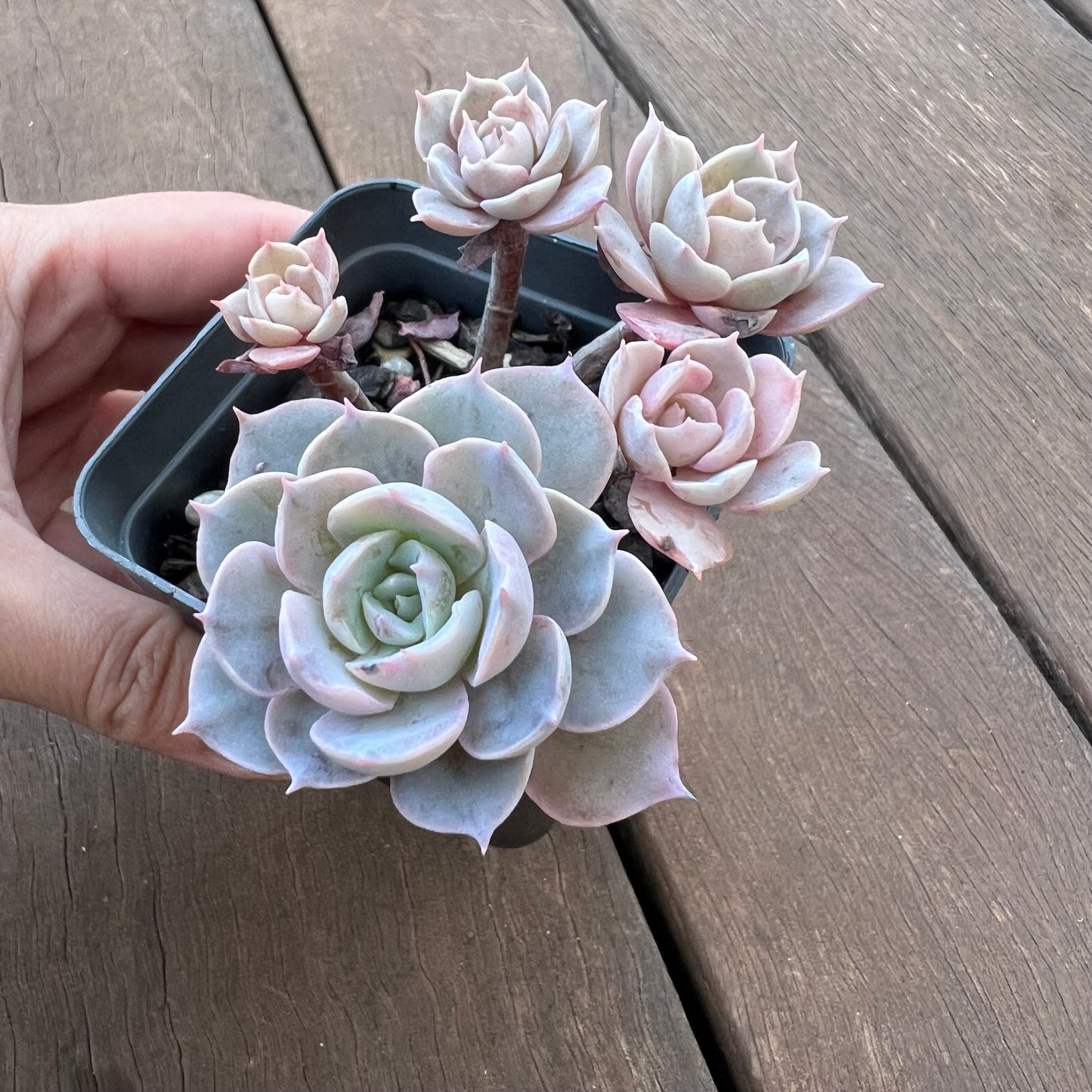 1405 Echeveria Subsessilis