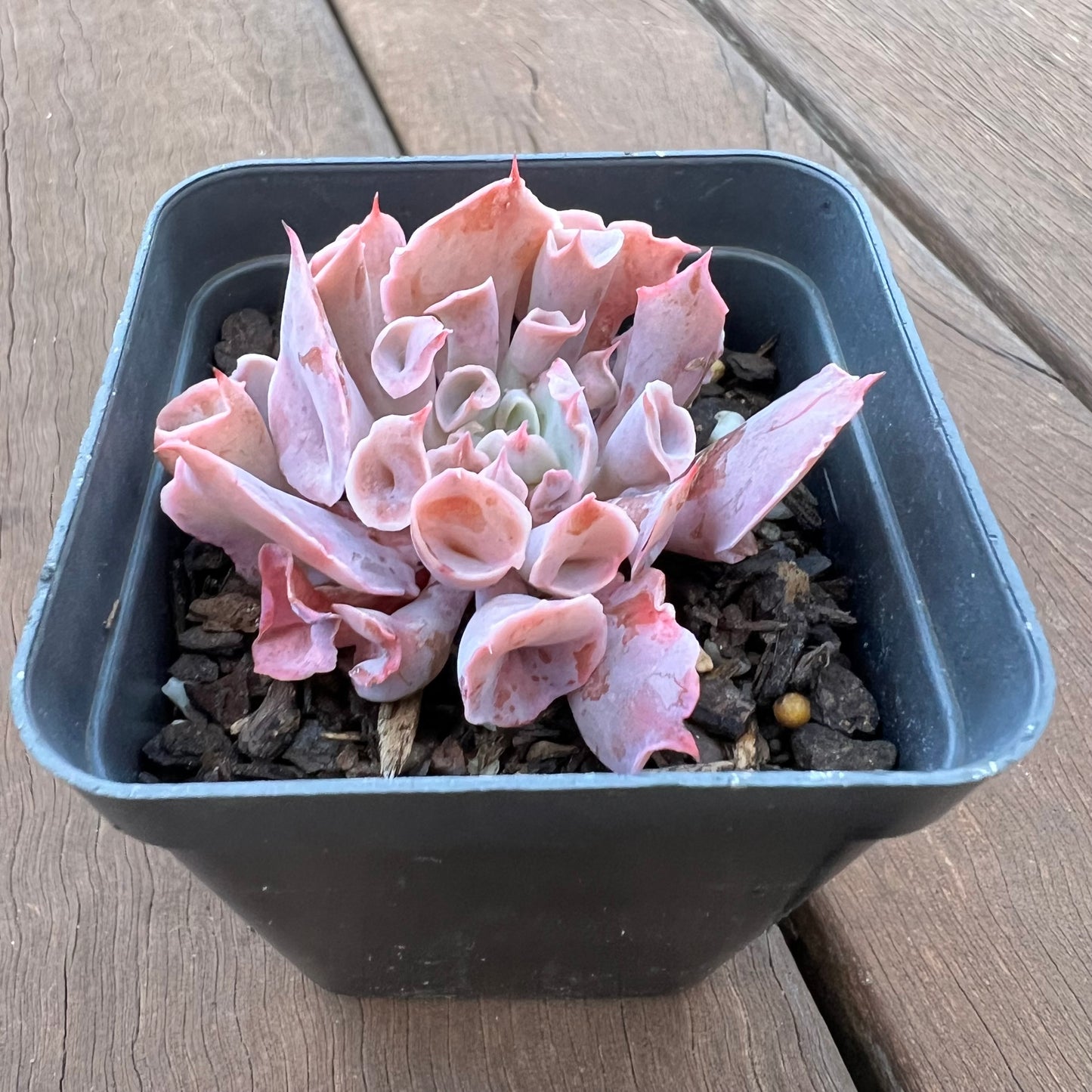 1405 Echeveria Trumpet Pinky