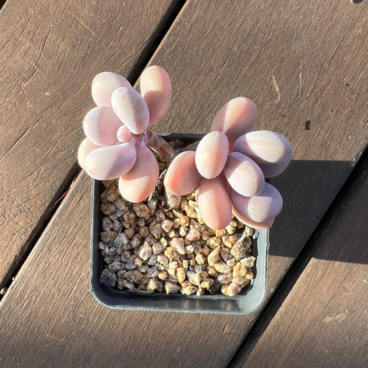1405 Graptopetalum Amethystinum / Lavender Pebbles (Double)