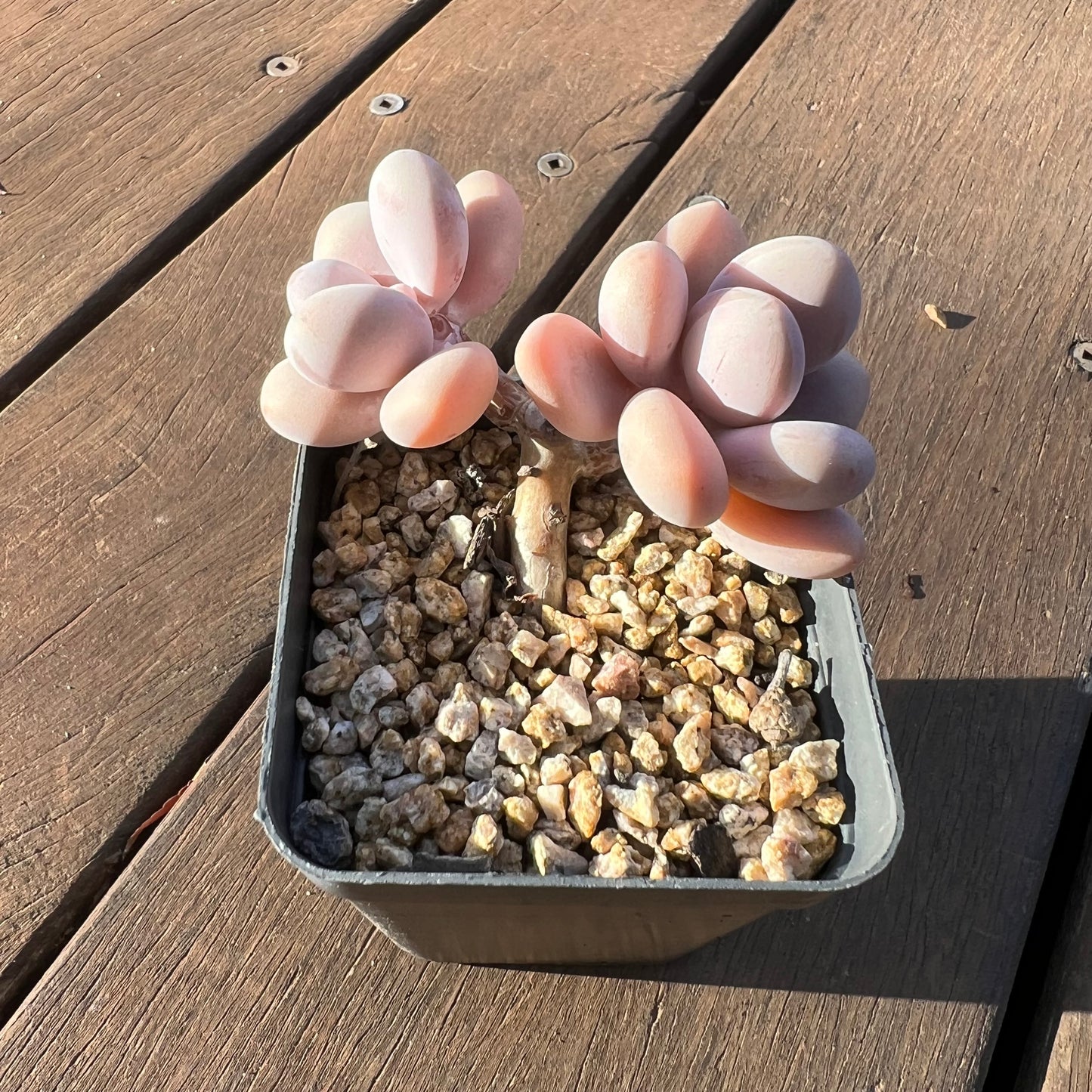 1405 Graptopetalum Amethystinum / Lavender Pebbles (Double)