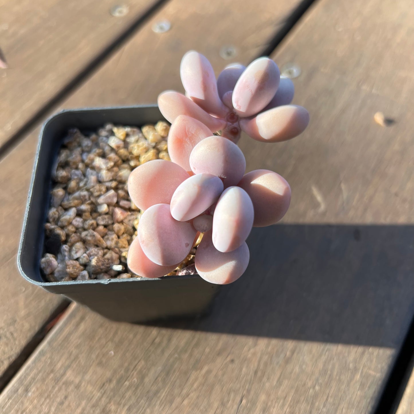 1405 Graptopetalum Amethystinum / Lavender Pebbles (Double)