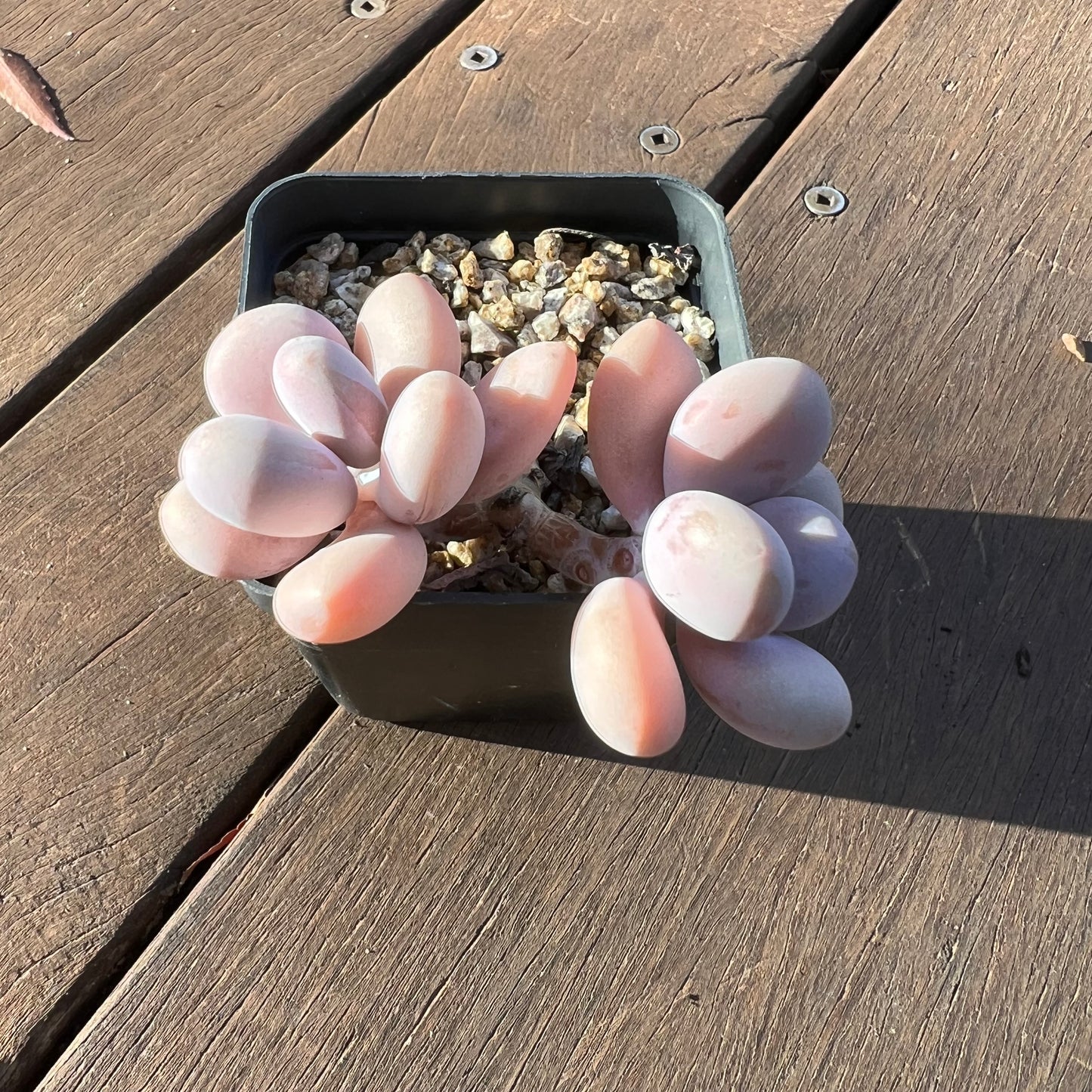 1405 Graptopetalum Amethystinum / Lavender Pebbles (Double)